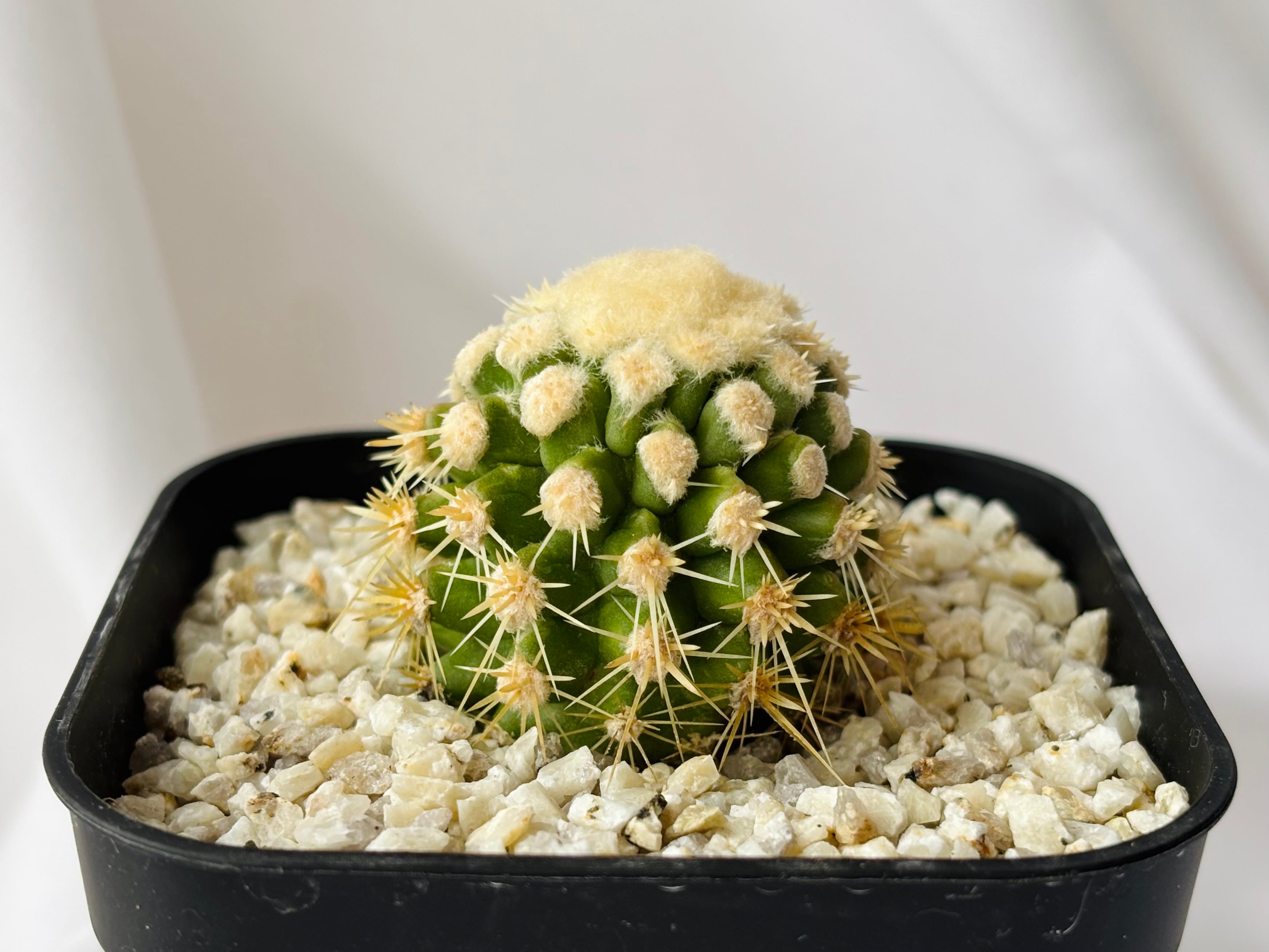 Echinocactus horizonthalonius エキノカクタス 白刺翠平丸 サボテン