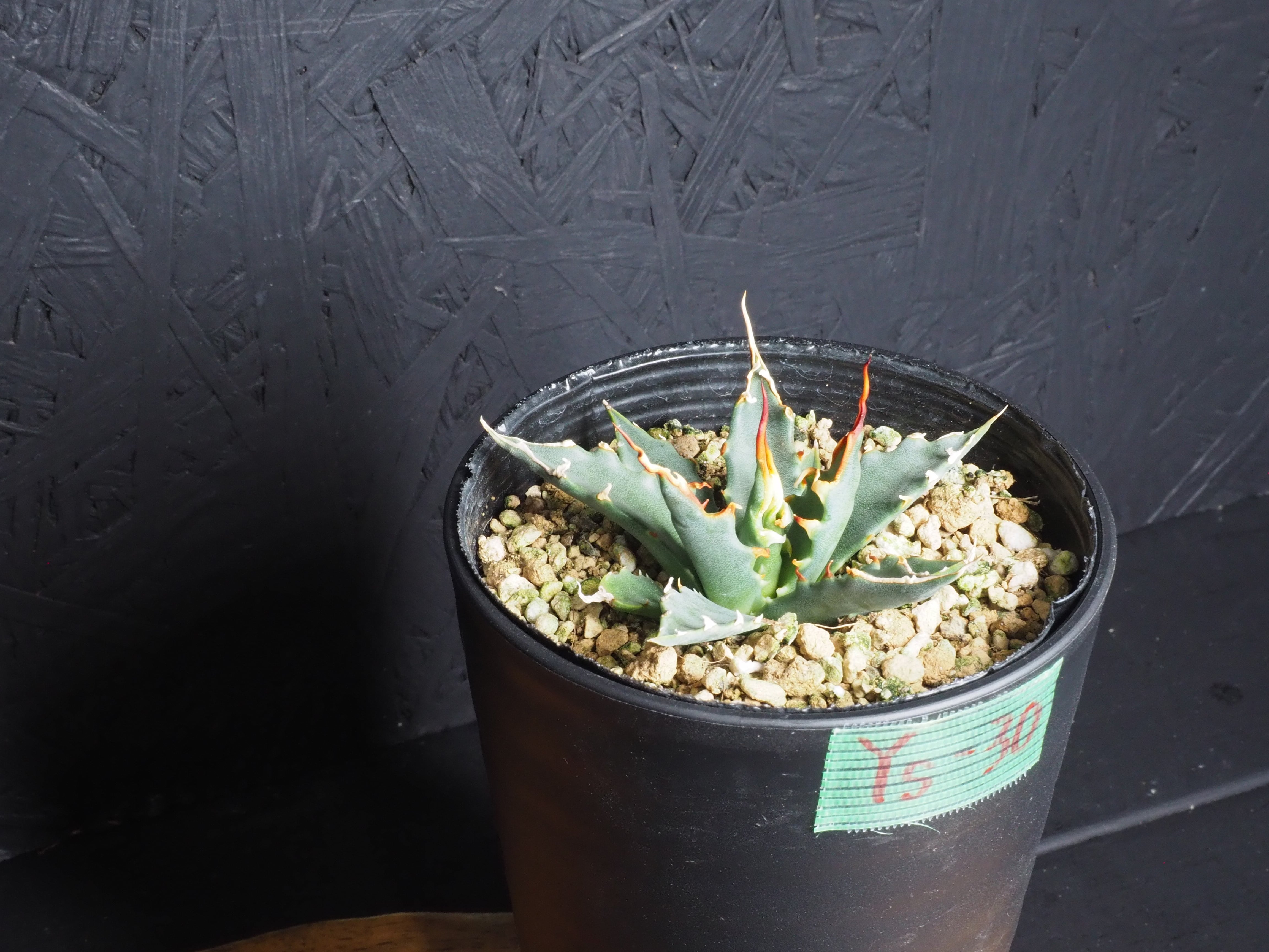 選んで購入」エボリスピナ『陽炎』～極上国内実生株選抜／Ys-30