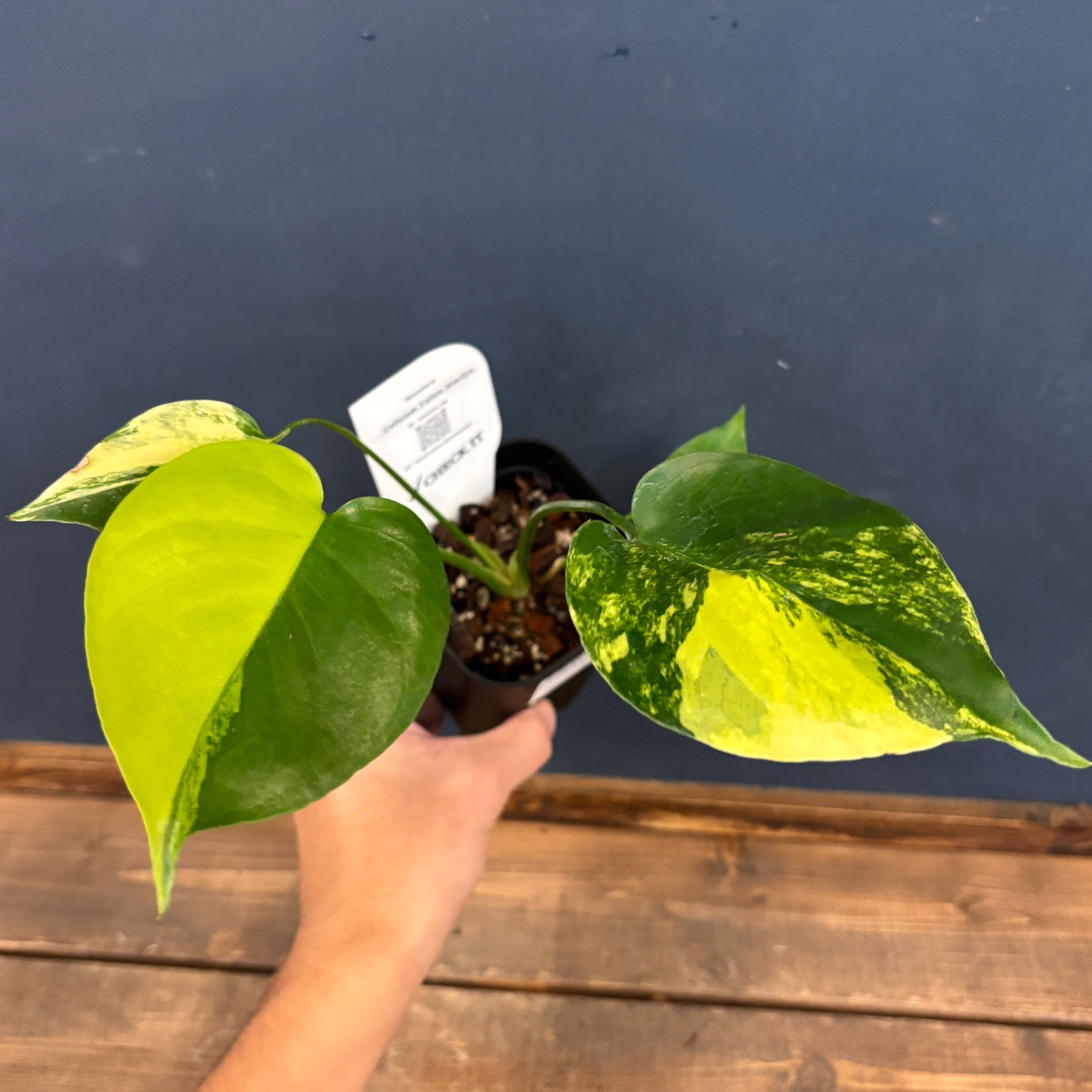 ま*め様 lsw785モンステラ デリシオーサ 黄金葉 ゴールドリーフ