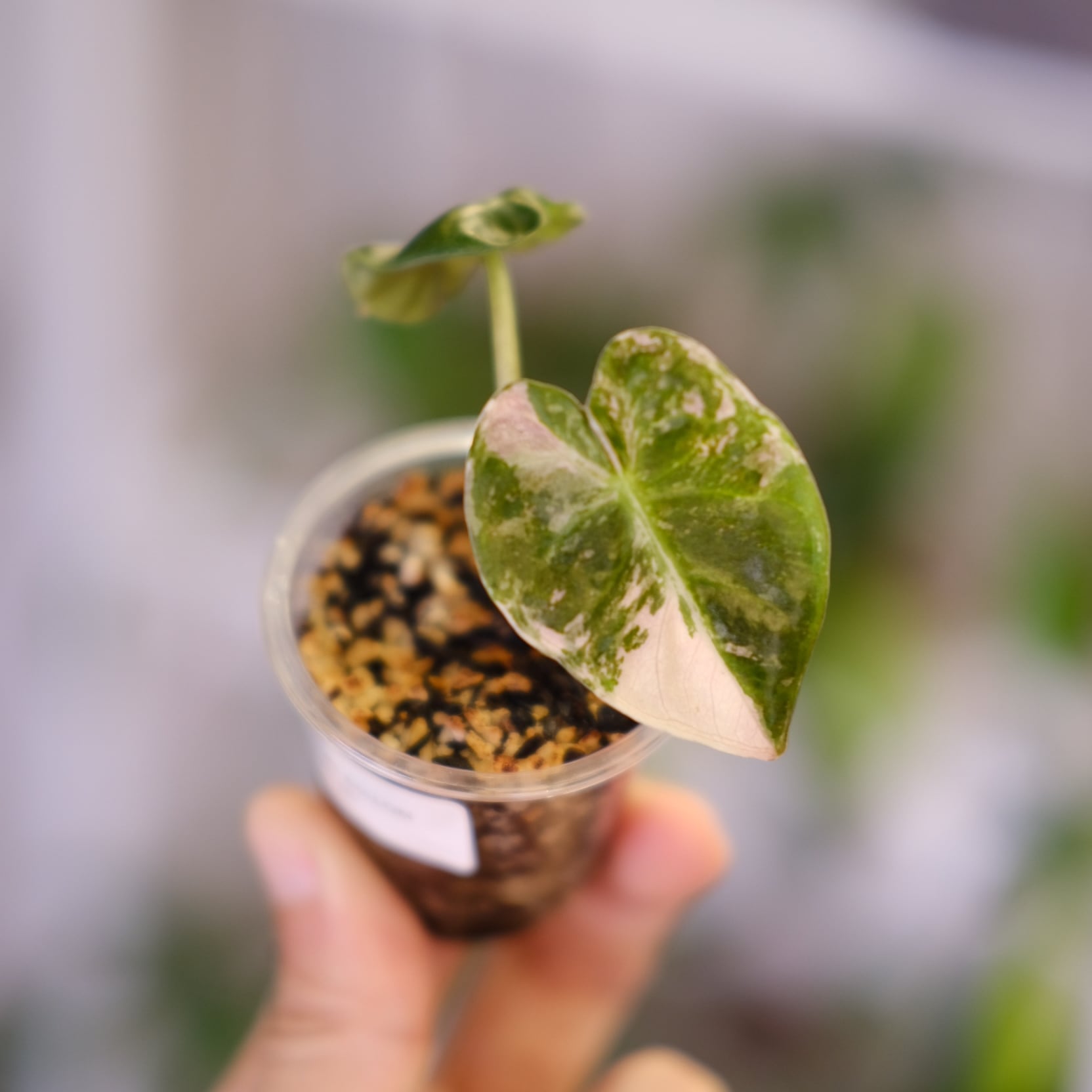 ALOCASIA HEART BALLON PINK VARIGATED / アロカシア ハートバルーン