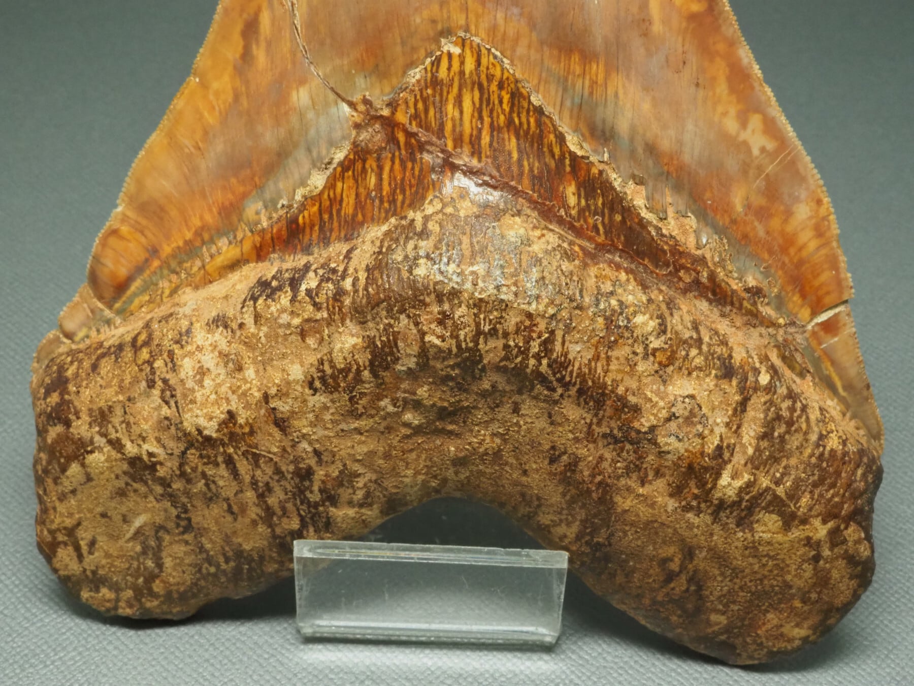 165mm世界最大級！メガロドンの歯【Carcharocles megalodon】【399g