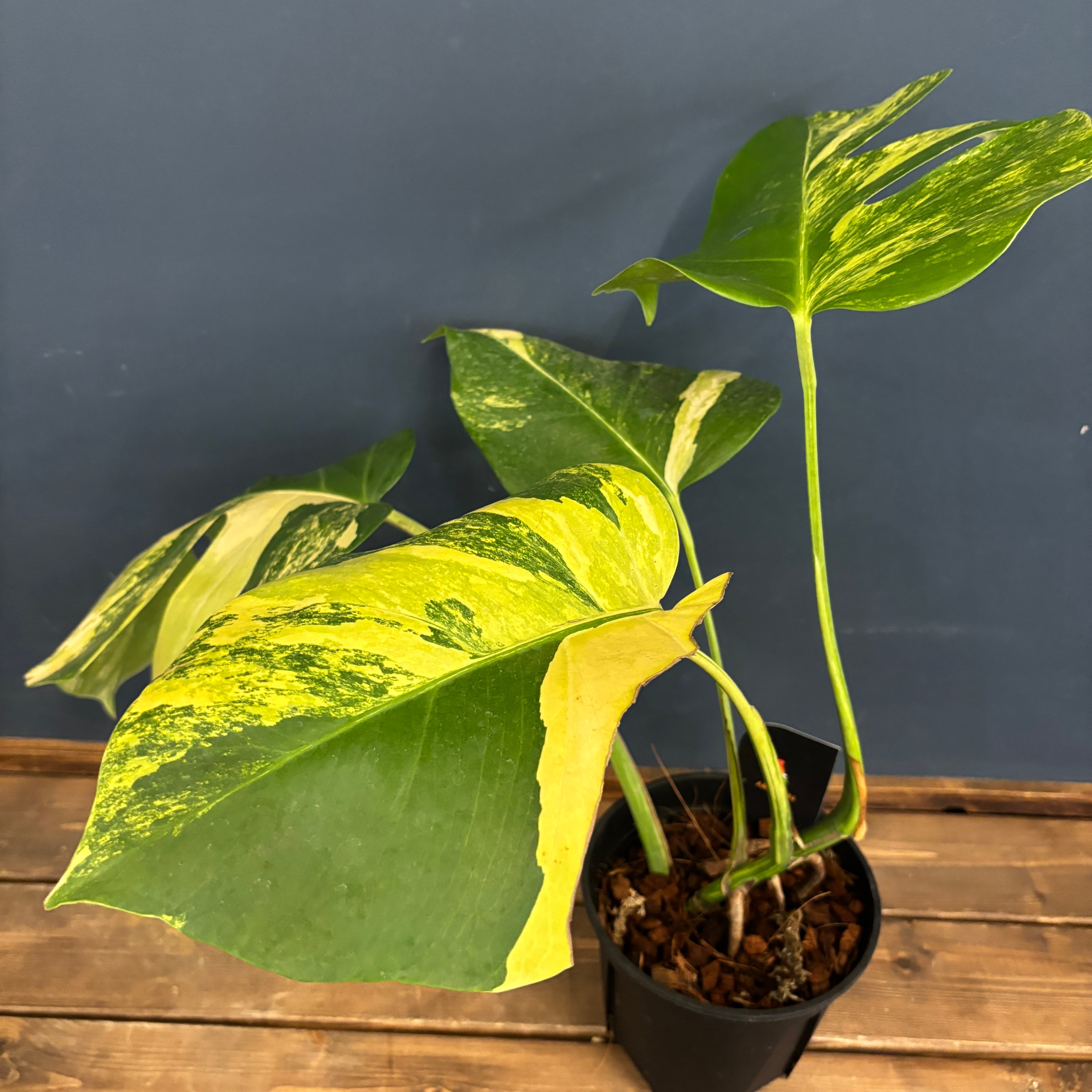 クリアランス】モンステラ ボルシギアナ オーレア(黄斑)【641