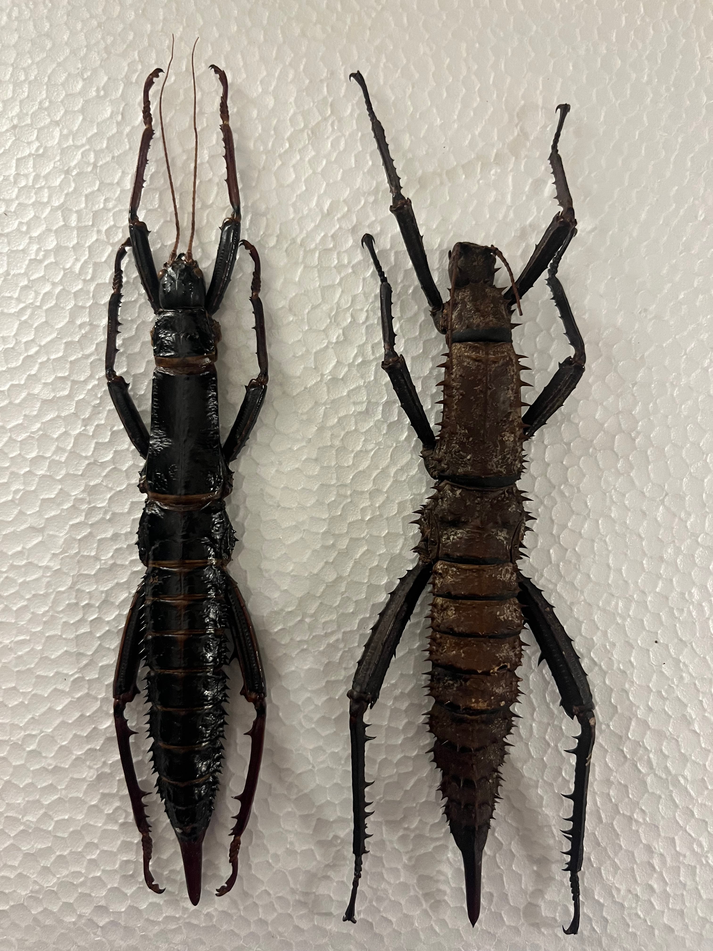 特大♀】トゲアシフトナナフシオバケフトナナフシコノハムシカマキリ