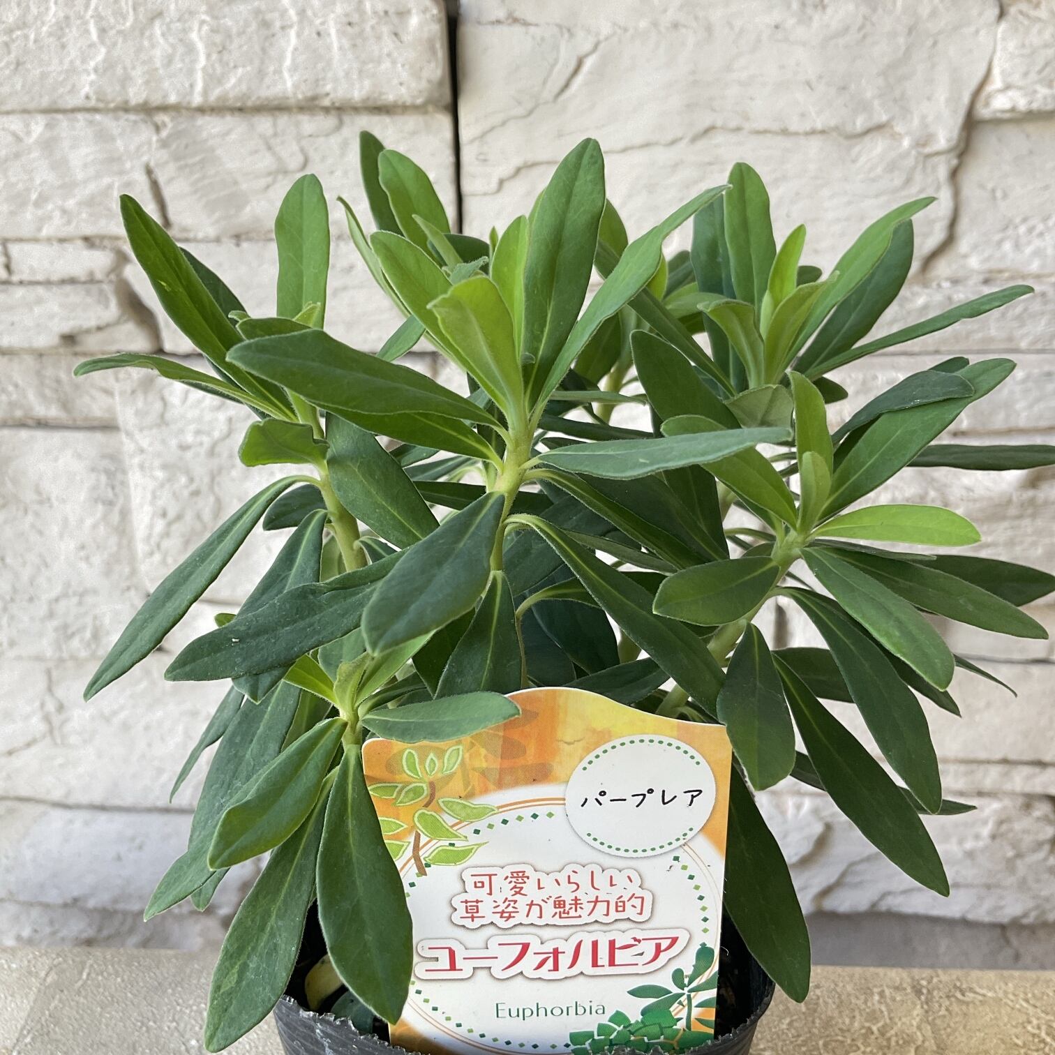 07f672a0a1c83526bada461ad80c36