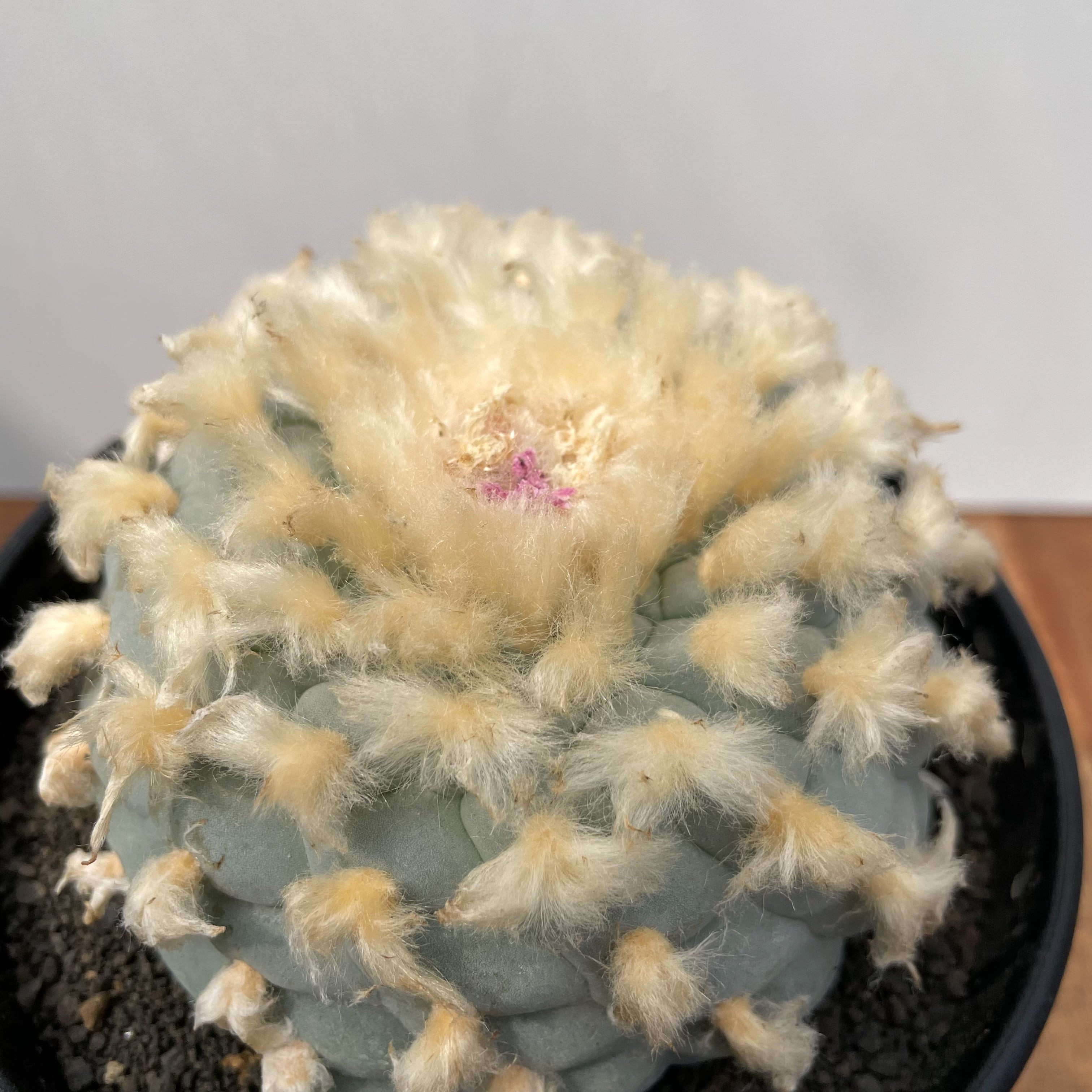 Lophophora 銀冠玉【ロフォフォラ・実生】 | RIMO'S GREEN 【Saboten