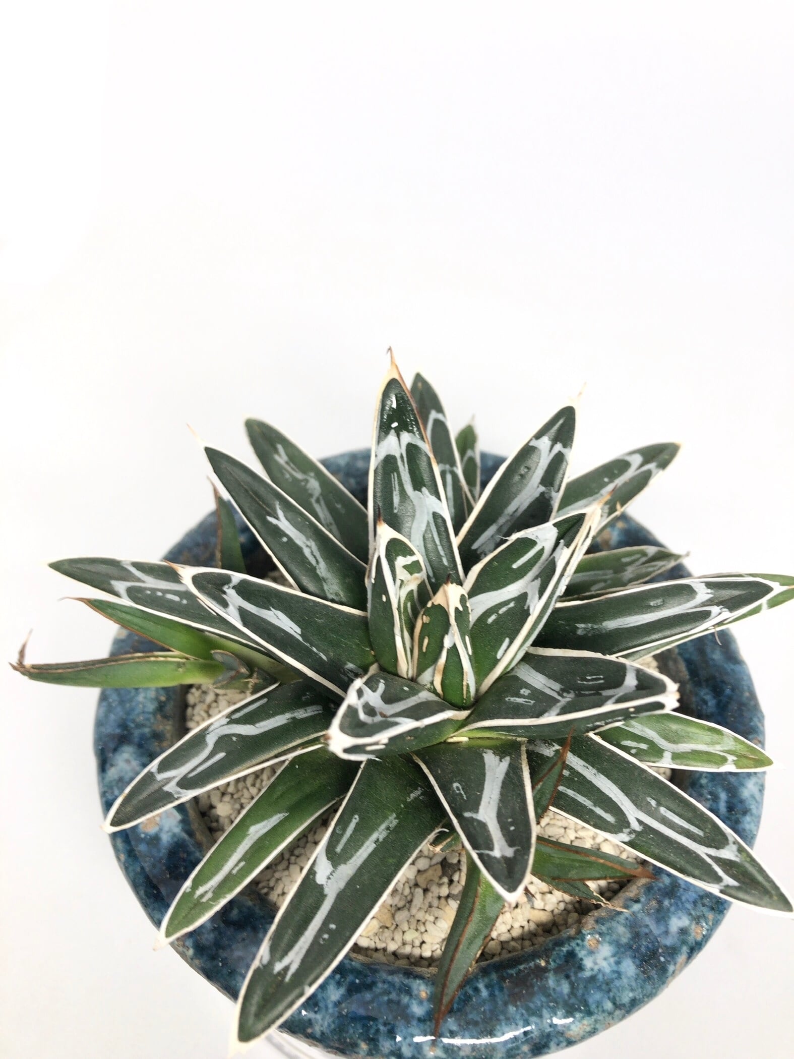 アガベ・姫笹の雪 | trigger