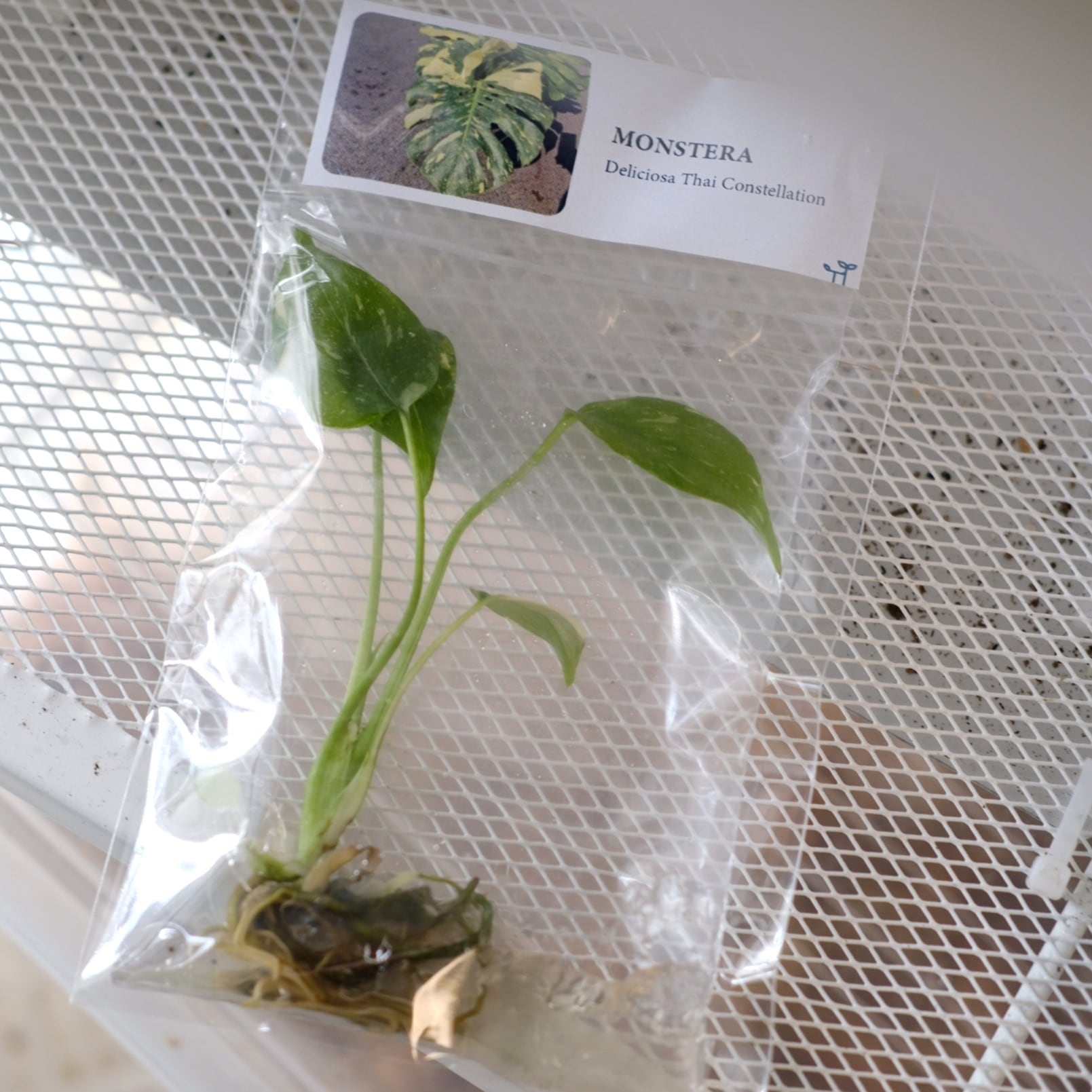 モンステラ タイ コンステレーション / Monstera Thai Constellation