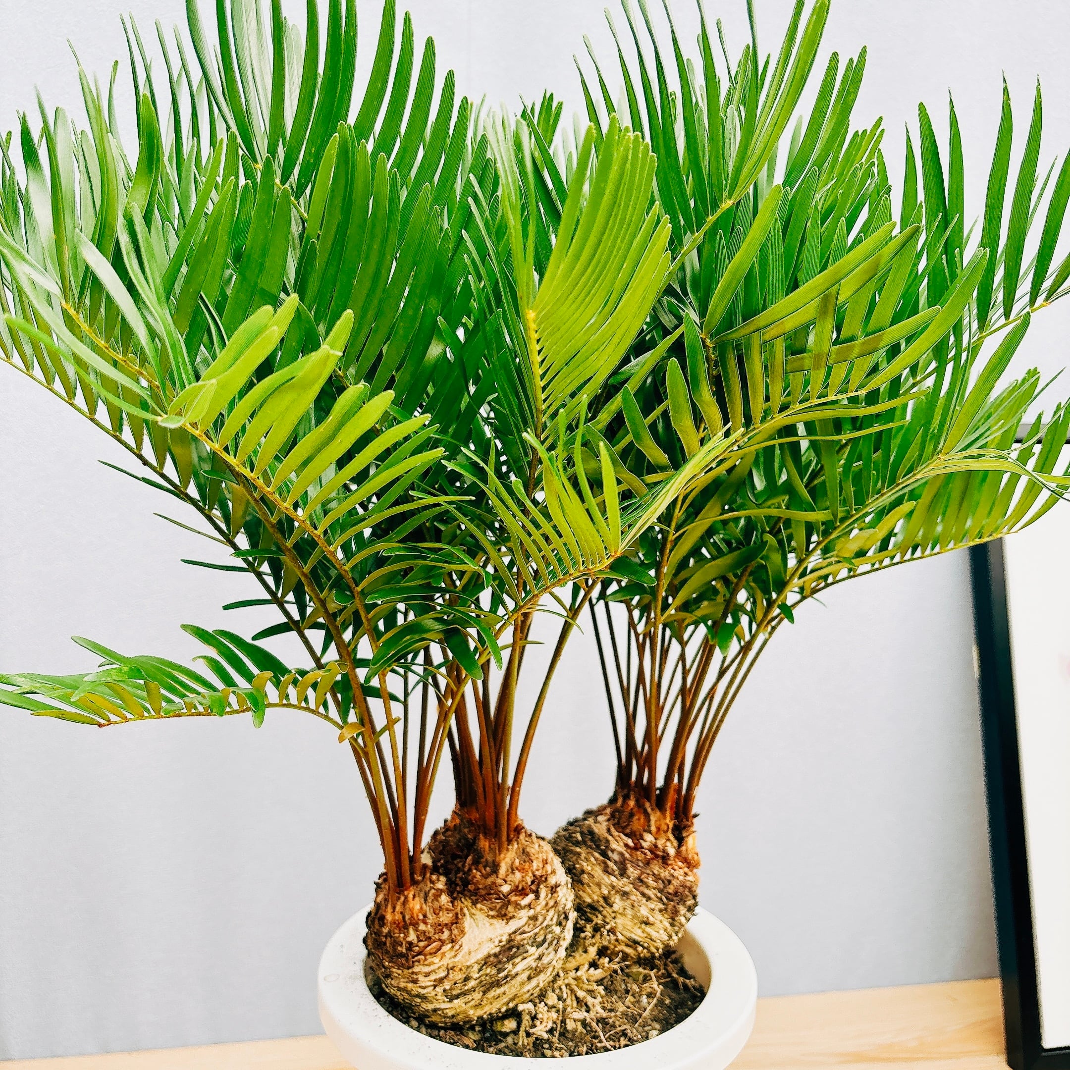 現品］ザミア フロリダーナ 7号 蘇轍 観葉植物 室内 レア 細葉