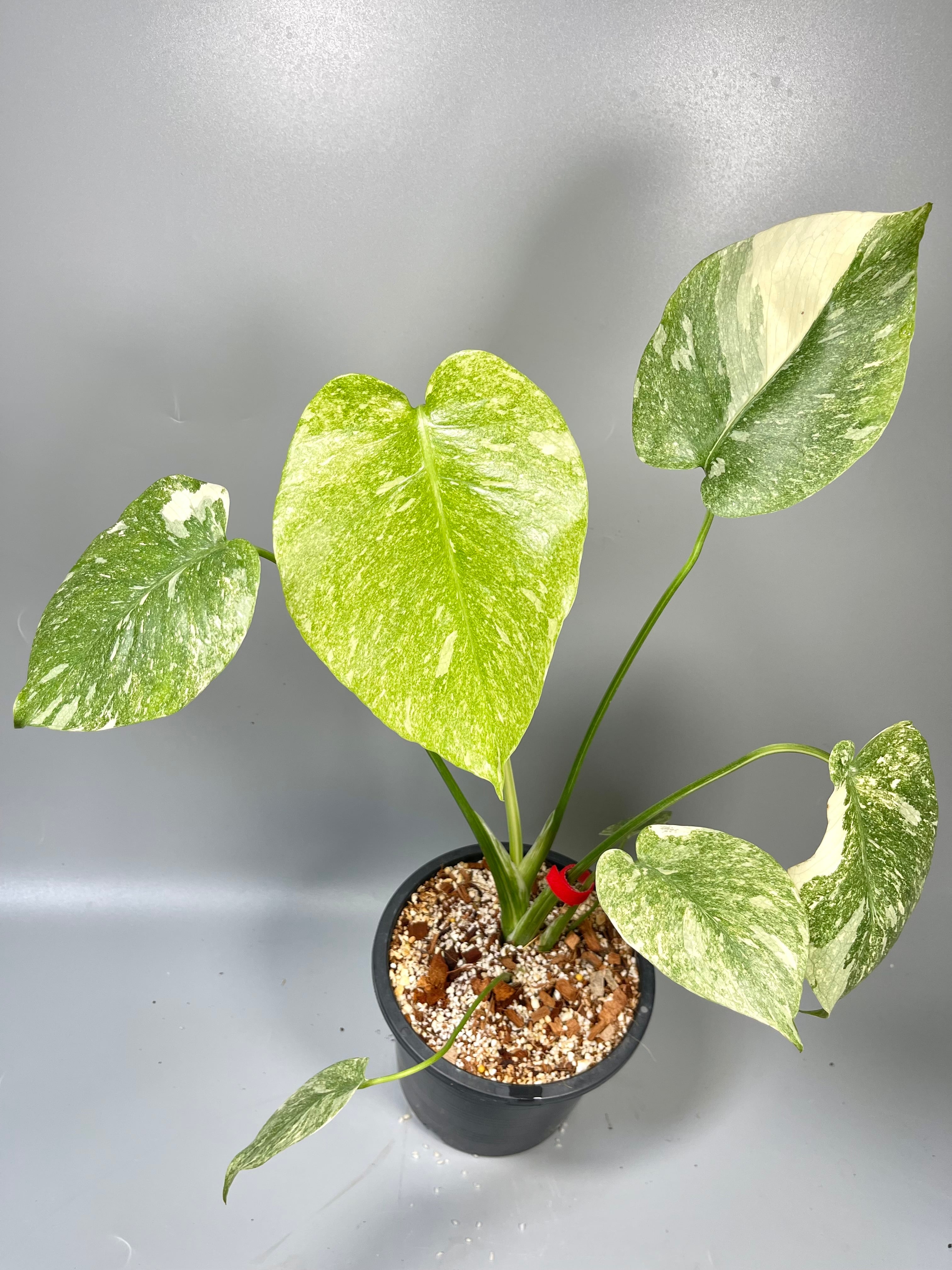 モンステラ デリシオーサ ベトシオーサ 順化済み 斑入り モンステラ