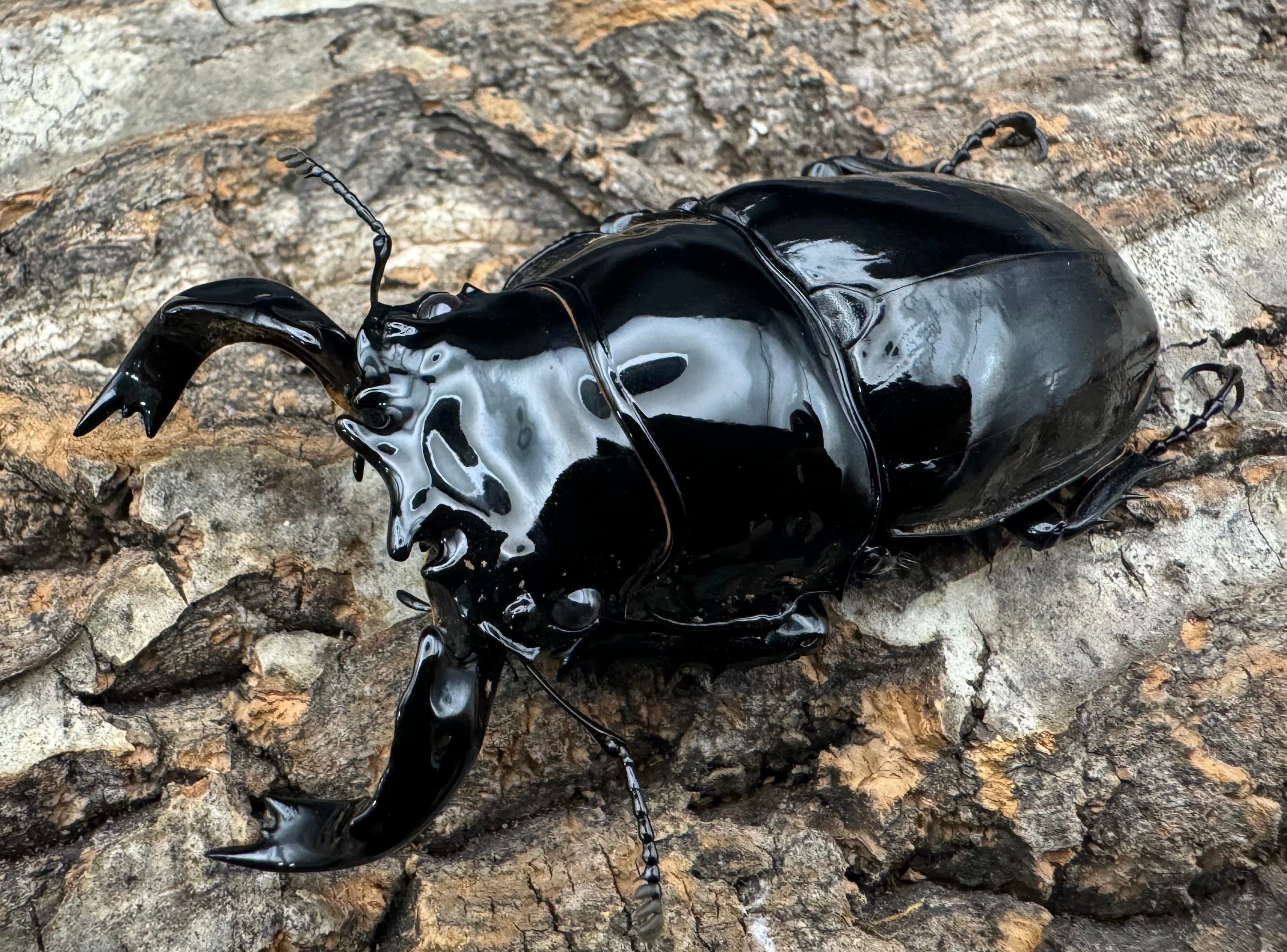 タランドゥスオオツヤクワガタ 75mm ペア》 | KPW公式オンラインショップ