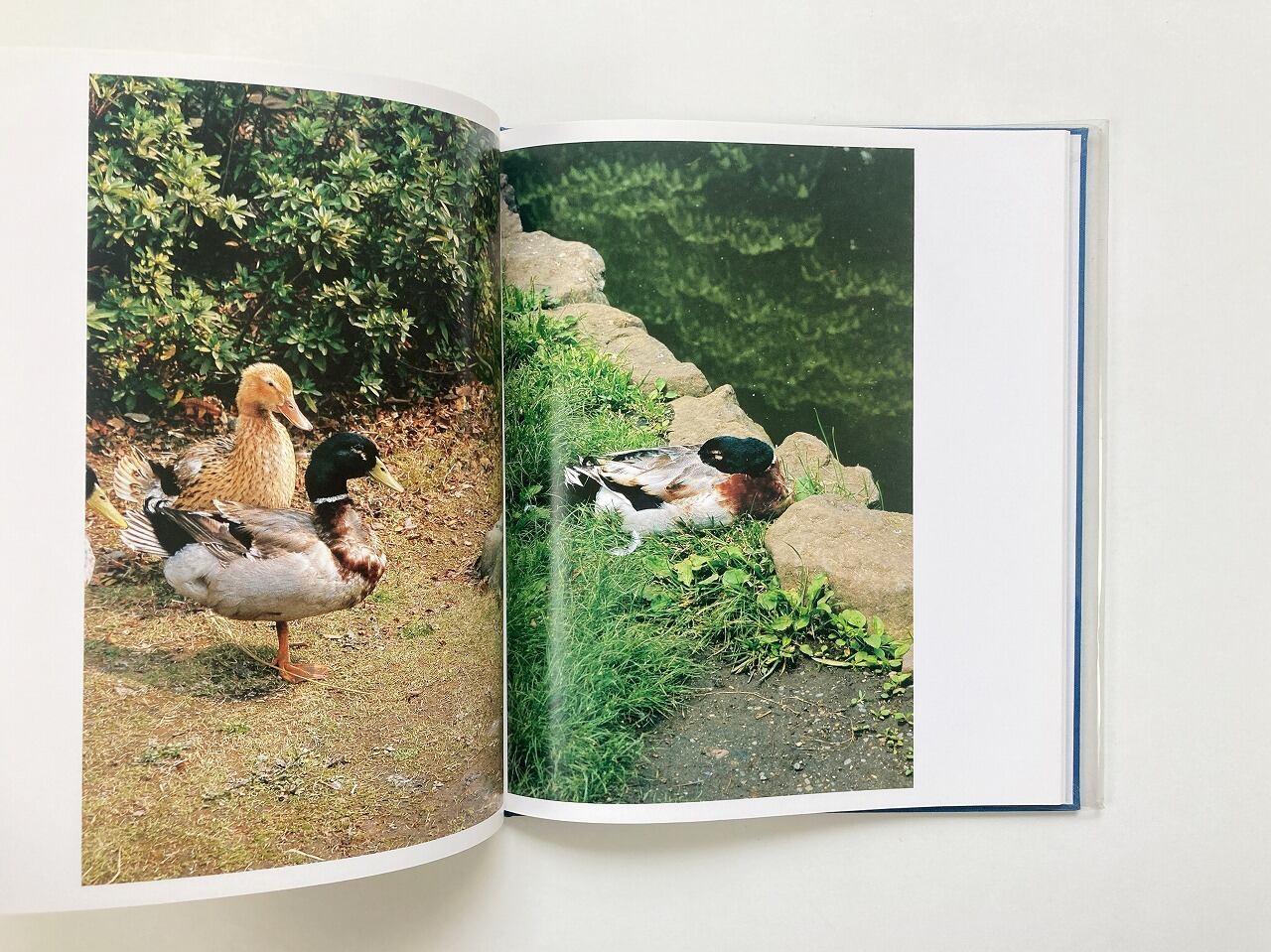 中平卓馬 Takuma Nakahira | Hysteric Six | 翠ブックス | suibooks