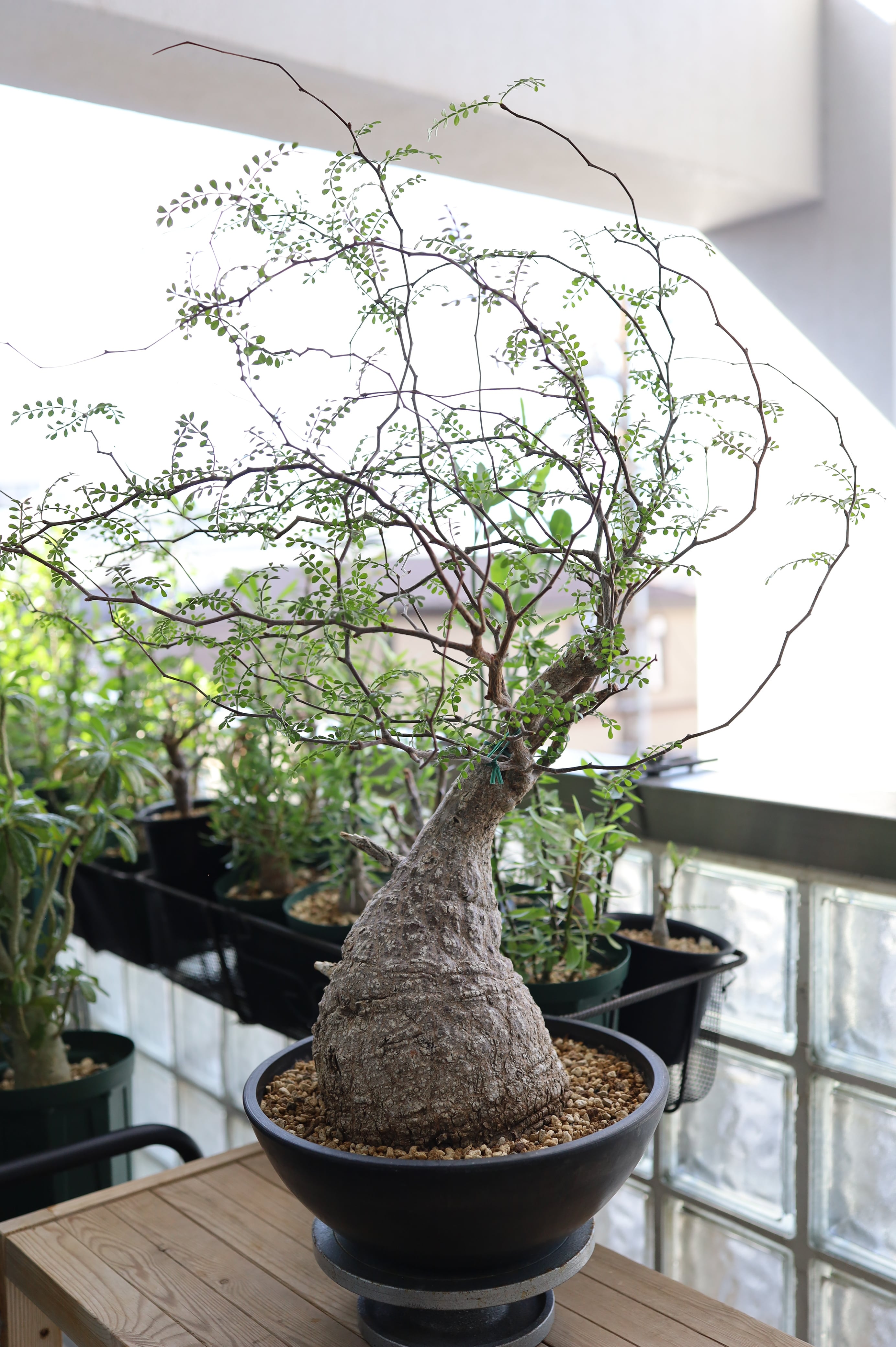 オペルクリカリア・パキプス | Operculicarya pachypus _001 | SAVVY