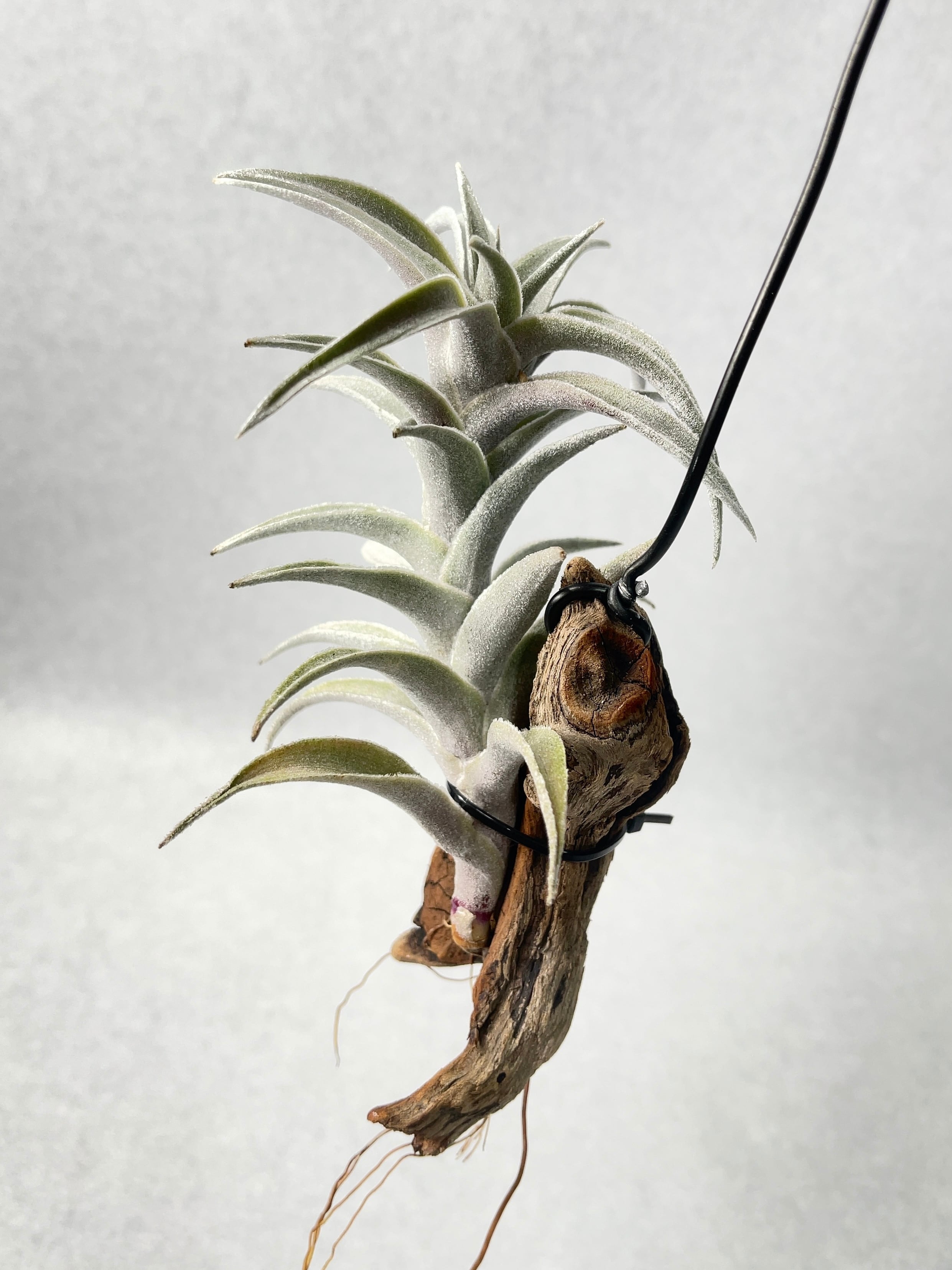 ティランジア・エディシアエ・シルバーフォーム | trigger