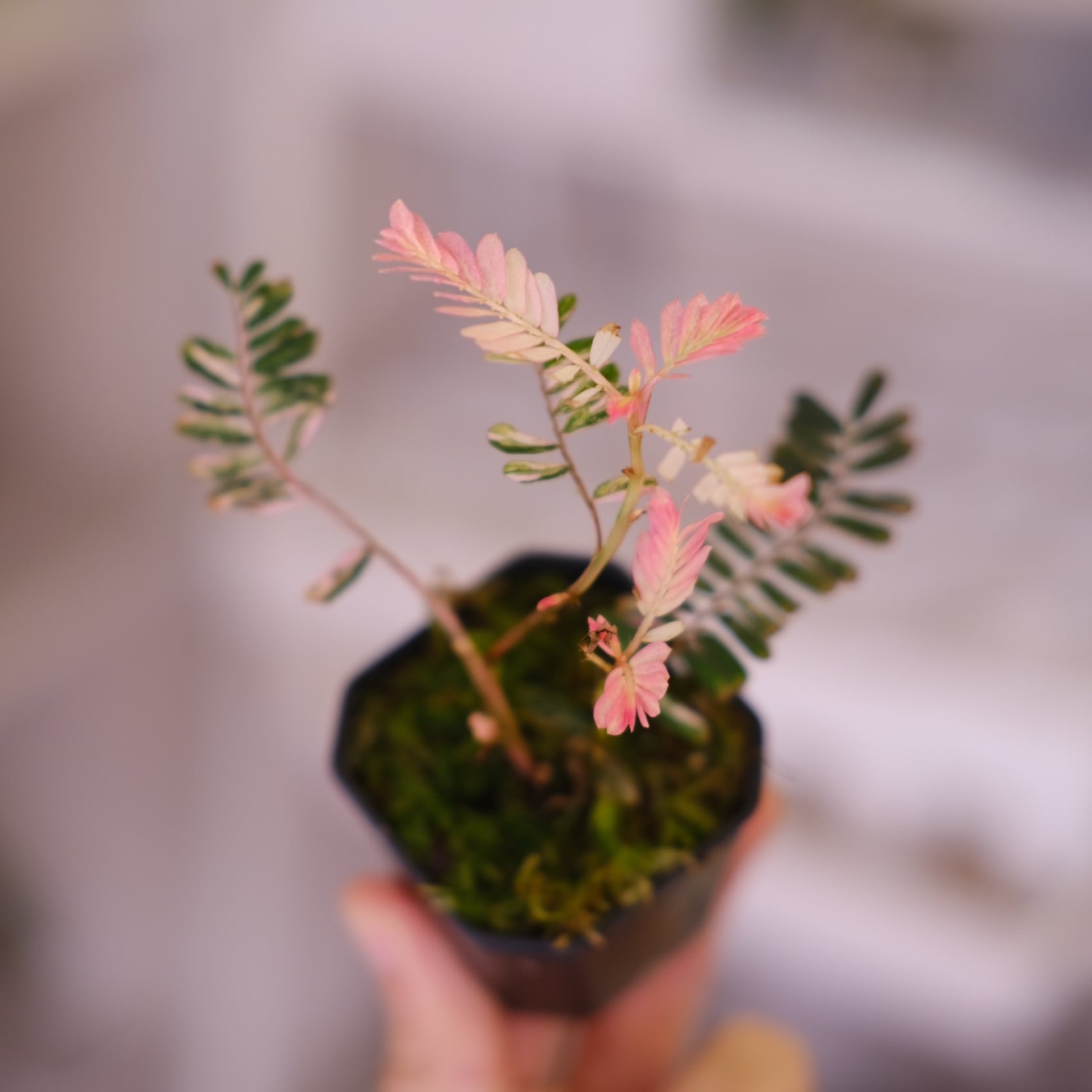 Phyllanthus urinaria 'Pink Variegated'④ / フィランサス