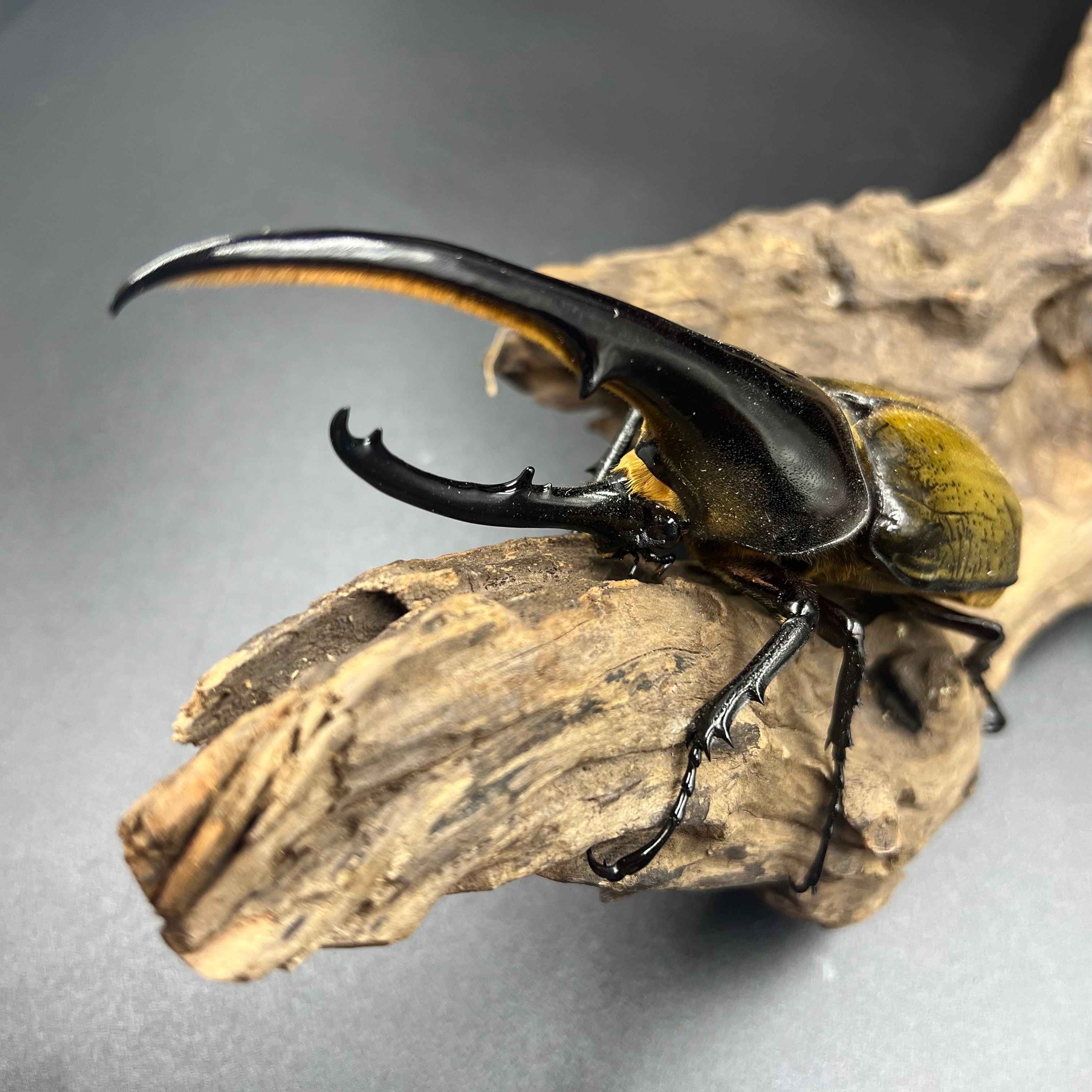 1a647ae6405dbfbda16409e81c1c0b