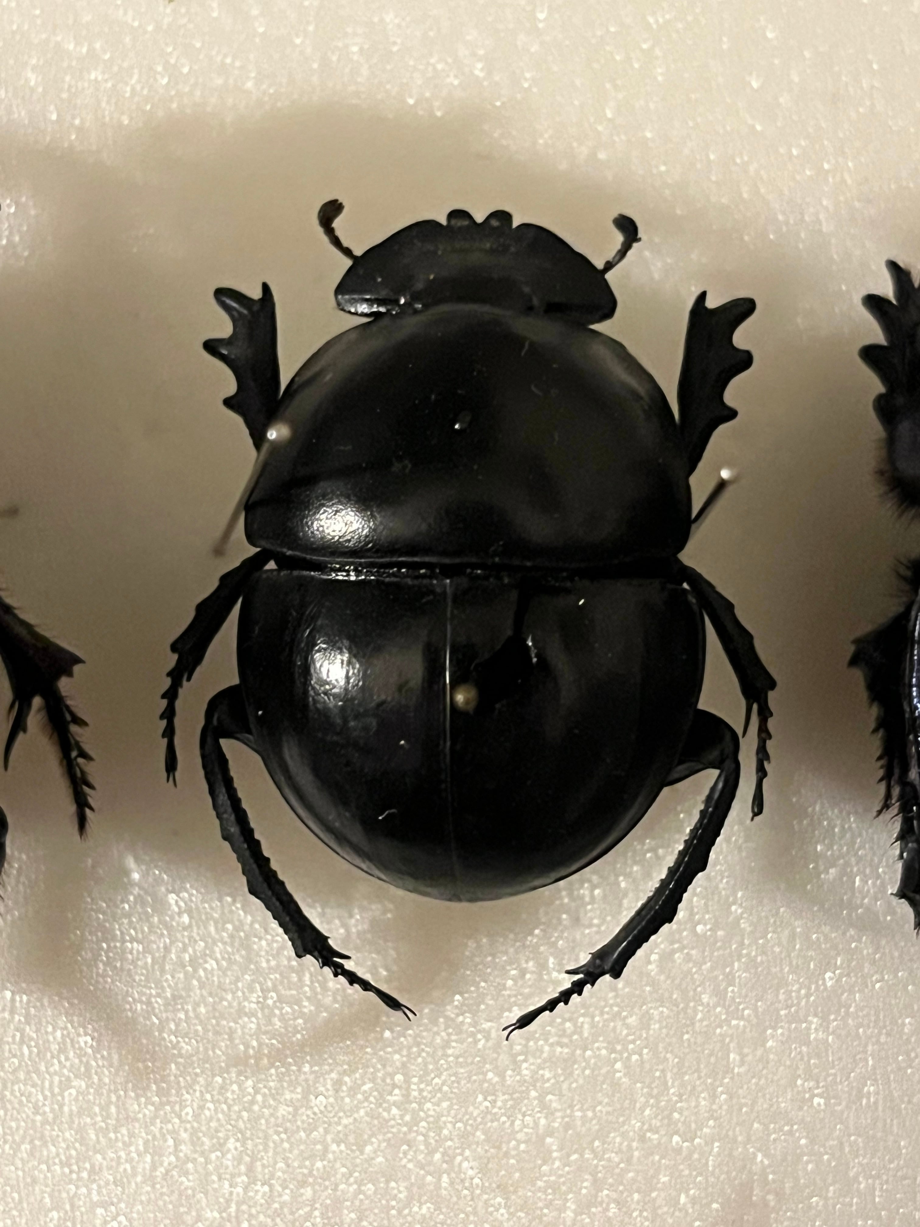 35mm】ピンポンタマオシコガネ 飛べないフンコロガシ オオニジ