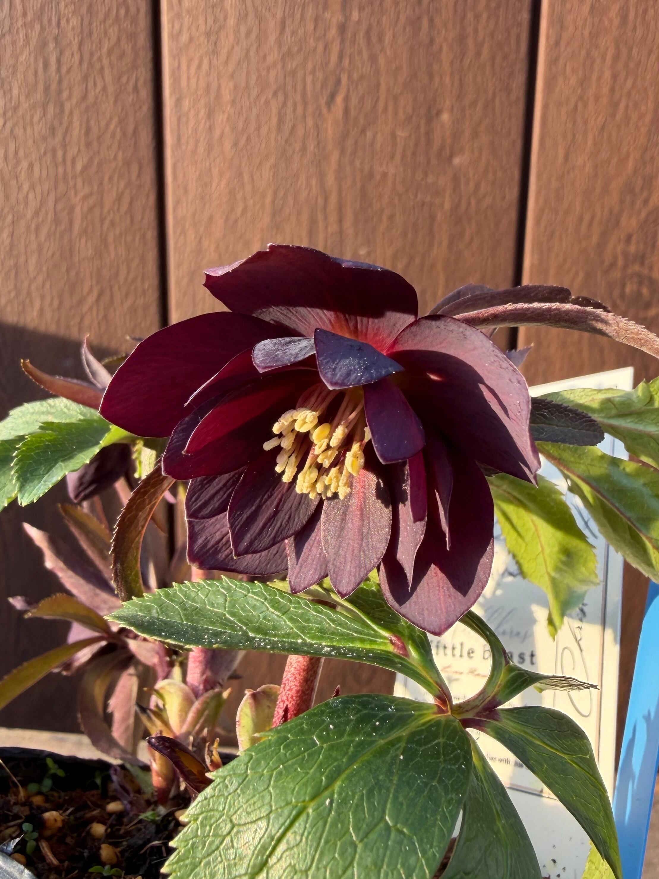 リトルビーストファントム アトロルーベンス系ダブル 高橋育苗