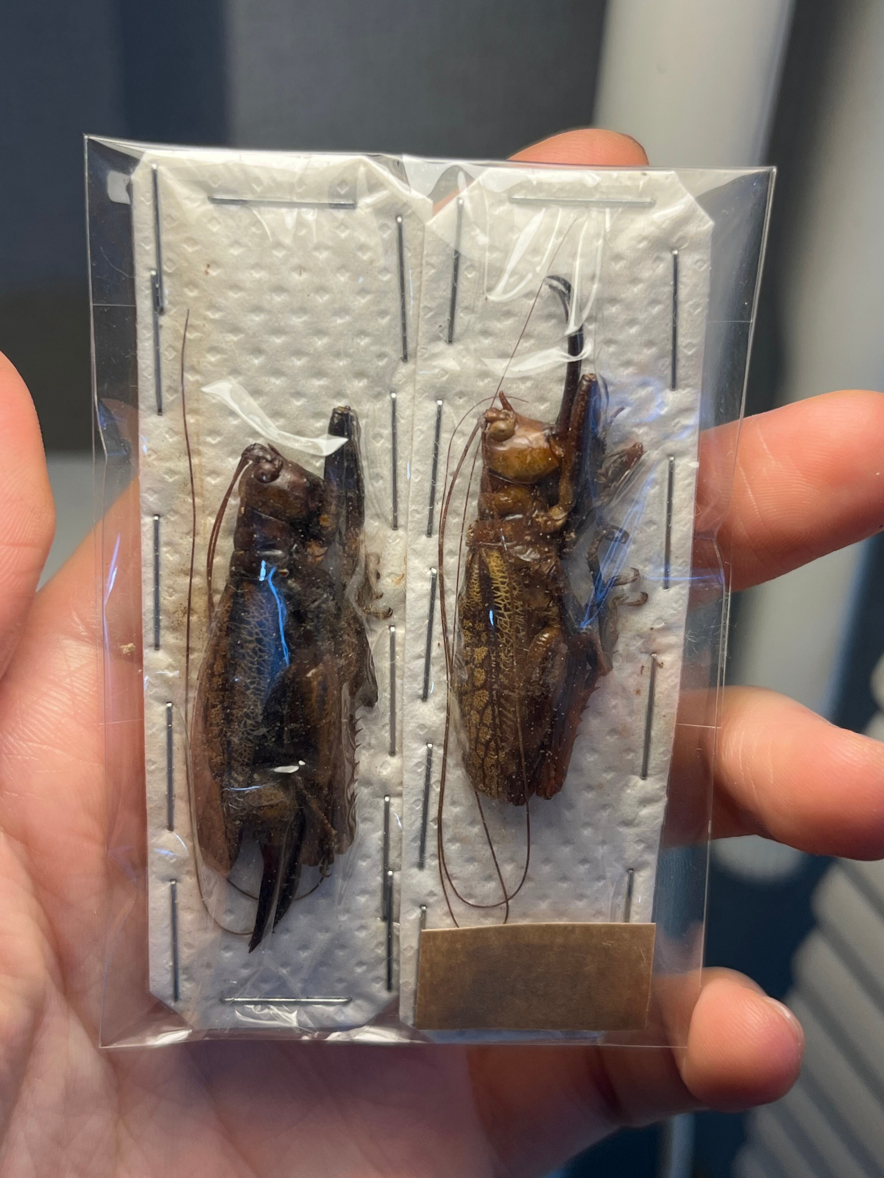 未展足】アーマードクリケット 武装コオロギ ドラゴンヘッドコオロギ