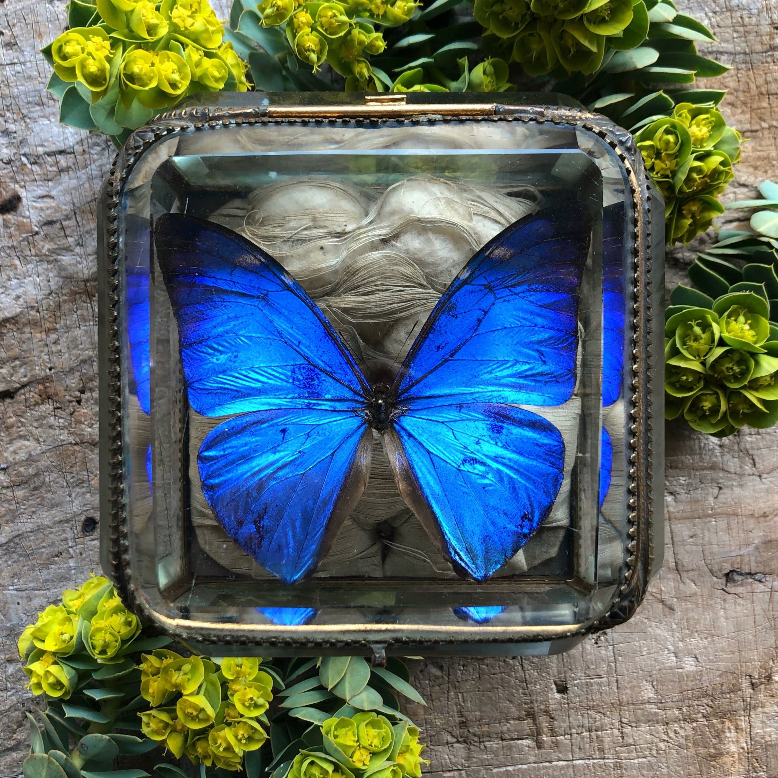 モルフォ蝶の標本入り宝石箱 | メルキュール骨董店