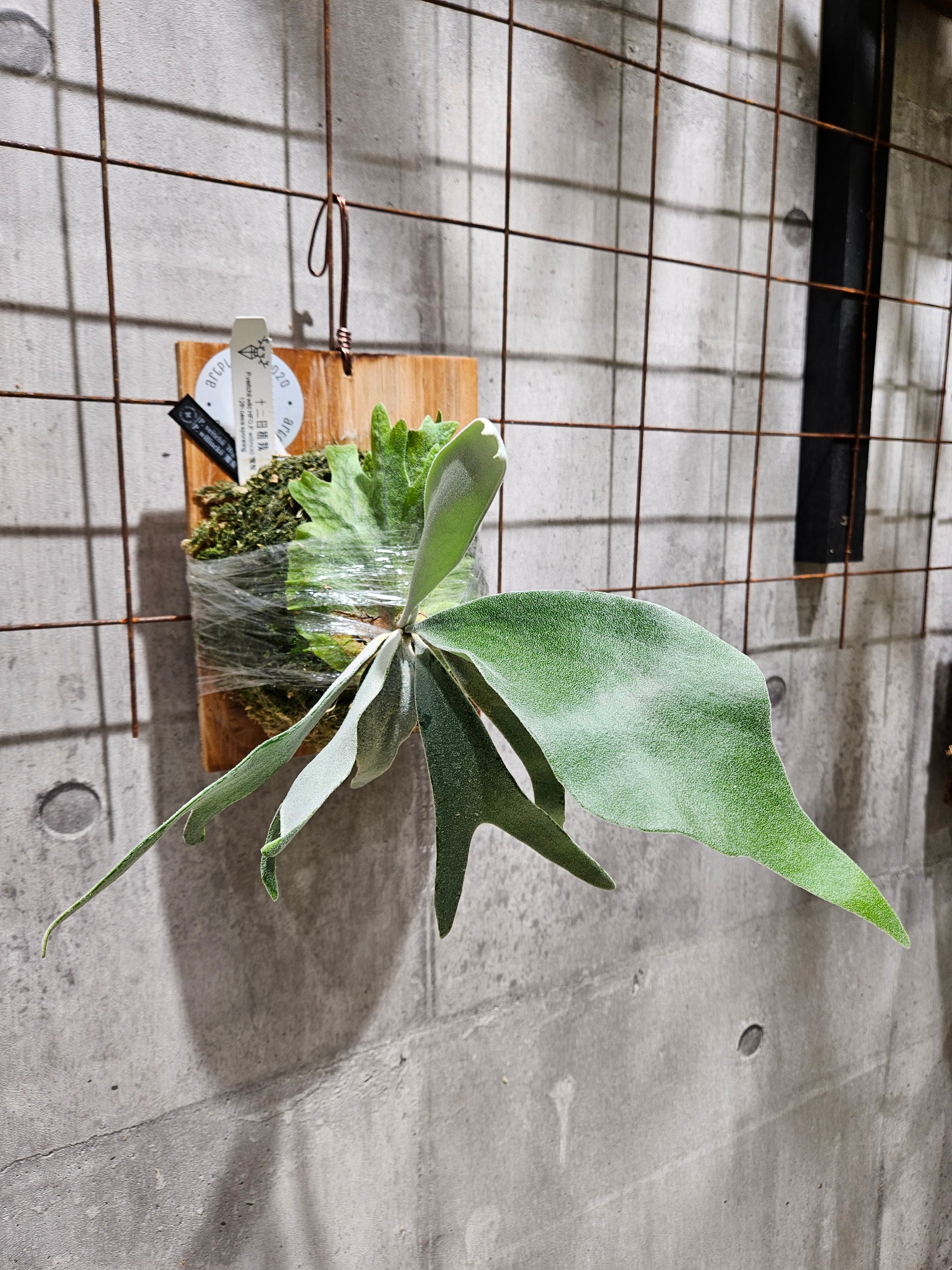 P. veitchii 'High finger', P. willinckii '魔髪' sporeling