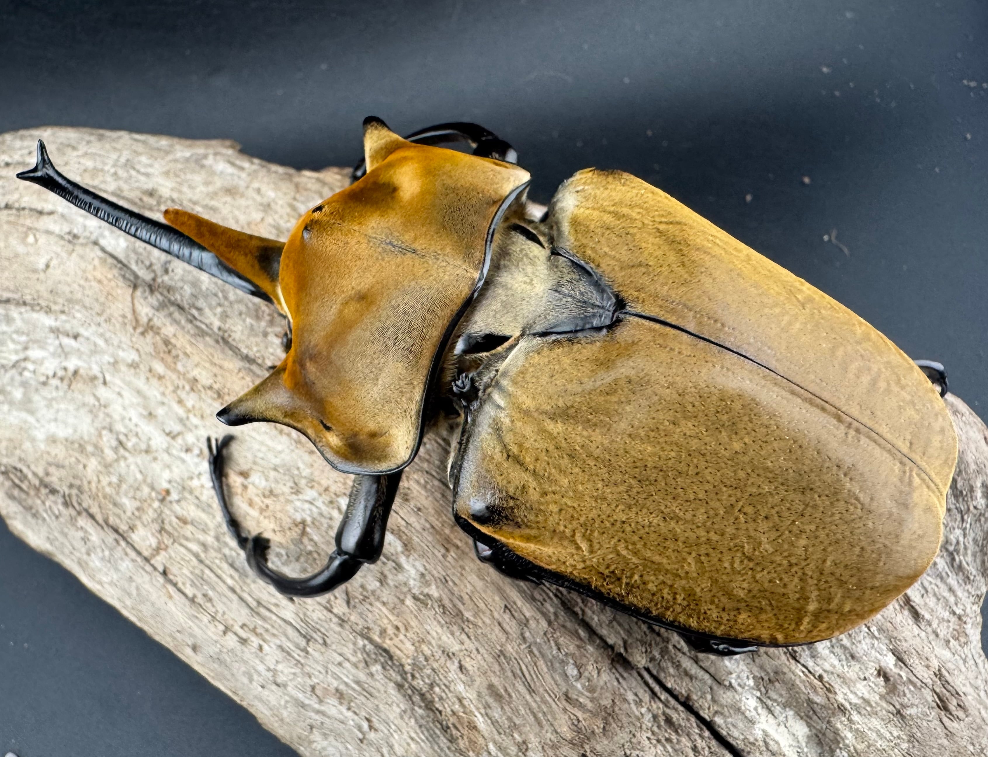 エレファスゾウカブト 117mm ペア》 | KPW公式オンラインショップ