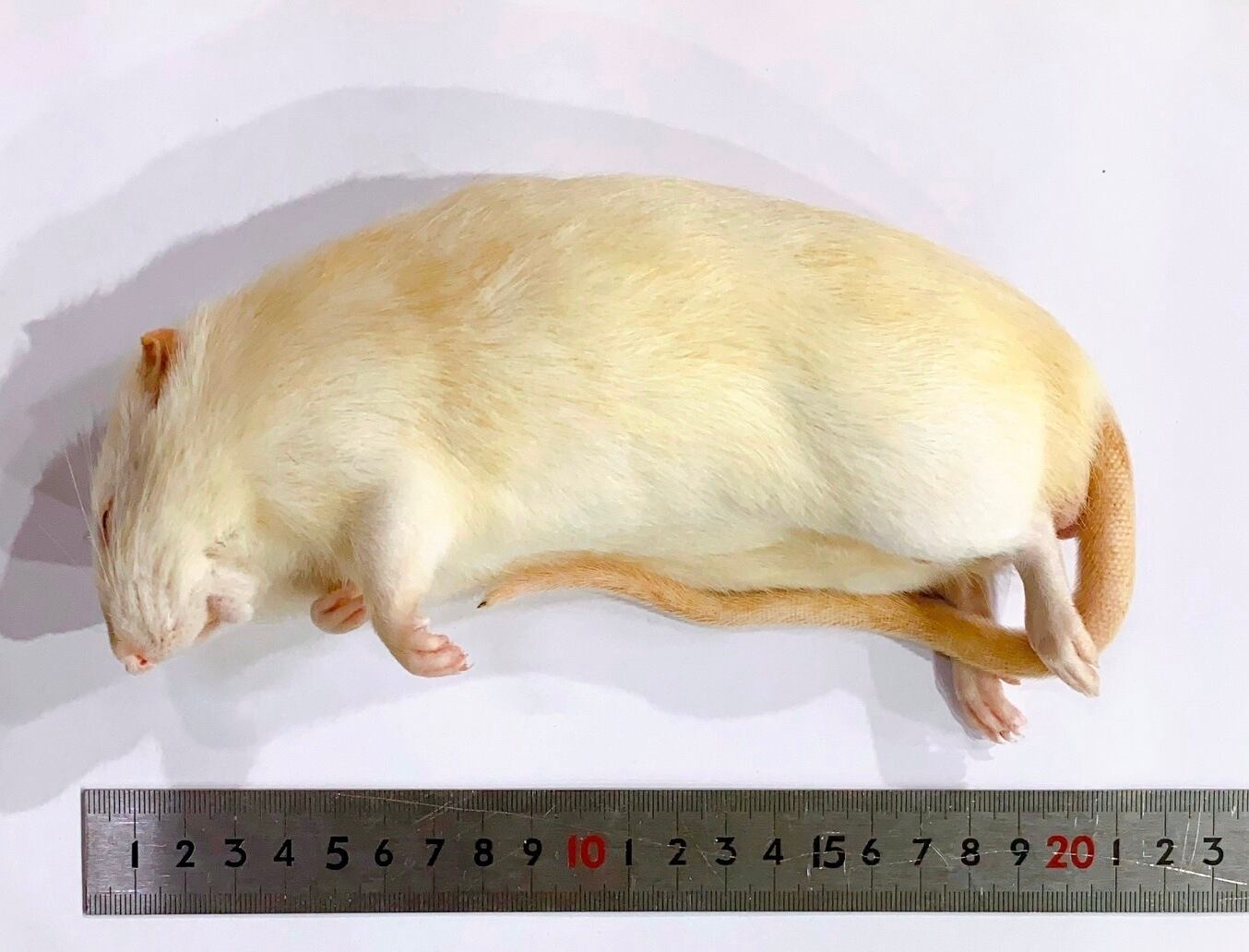 30790e5fbb088c95e1081ab03e65a7