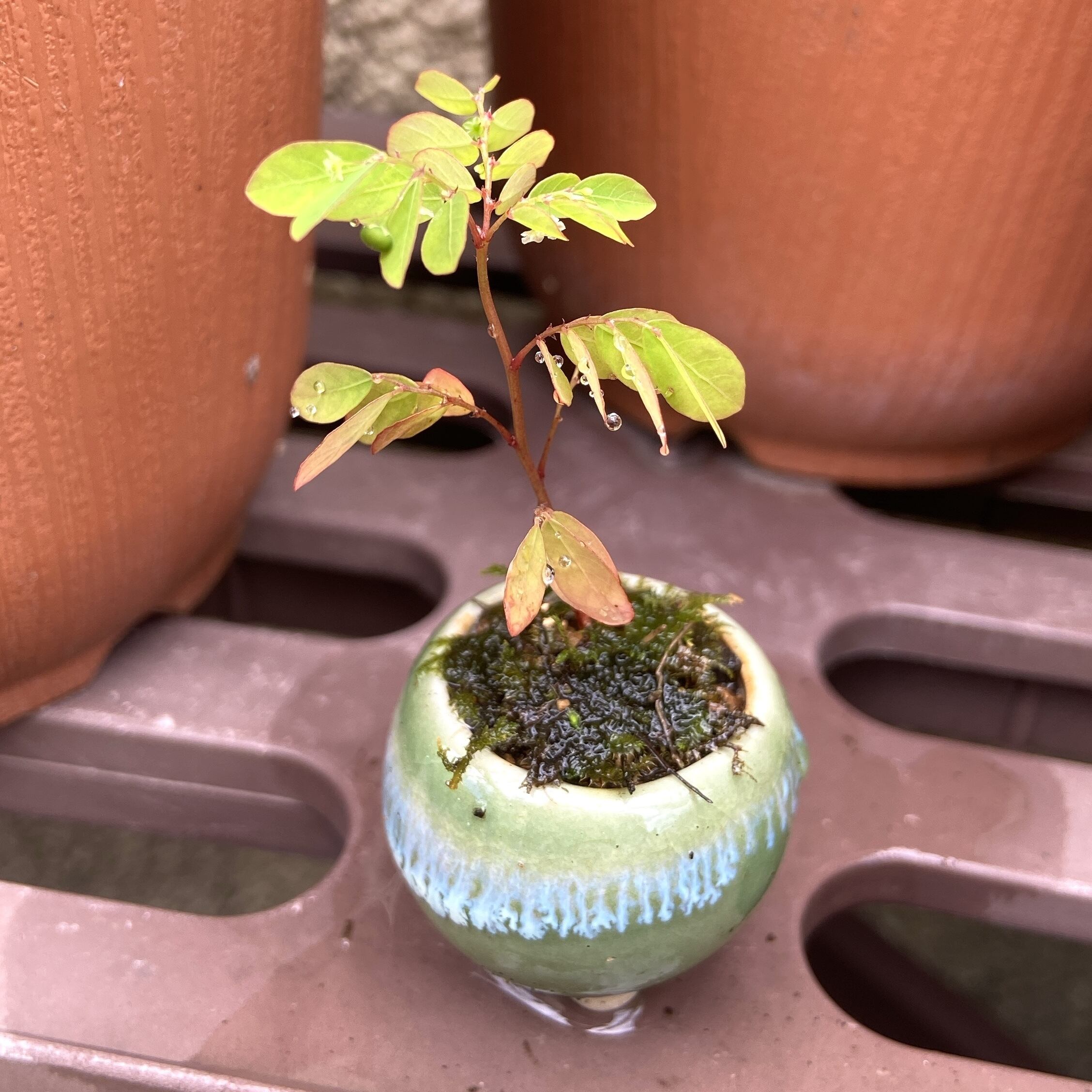 緑とベージュ色のグラデーションが美しい陶器製植木鉢 4点セット】 豆