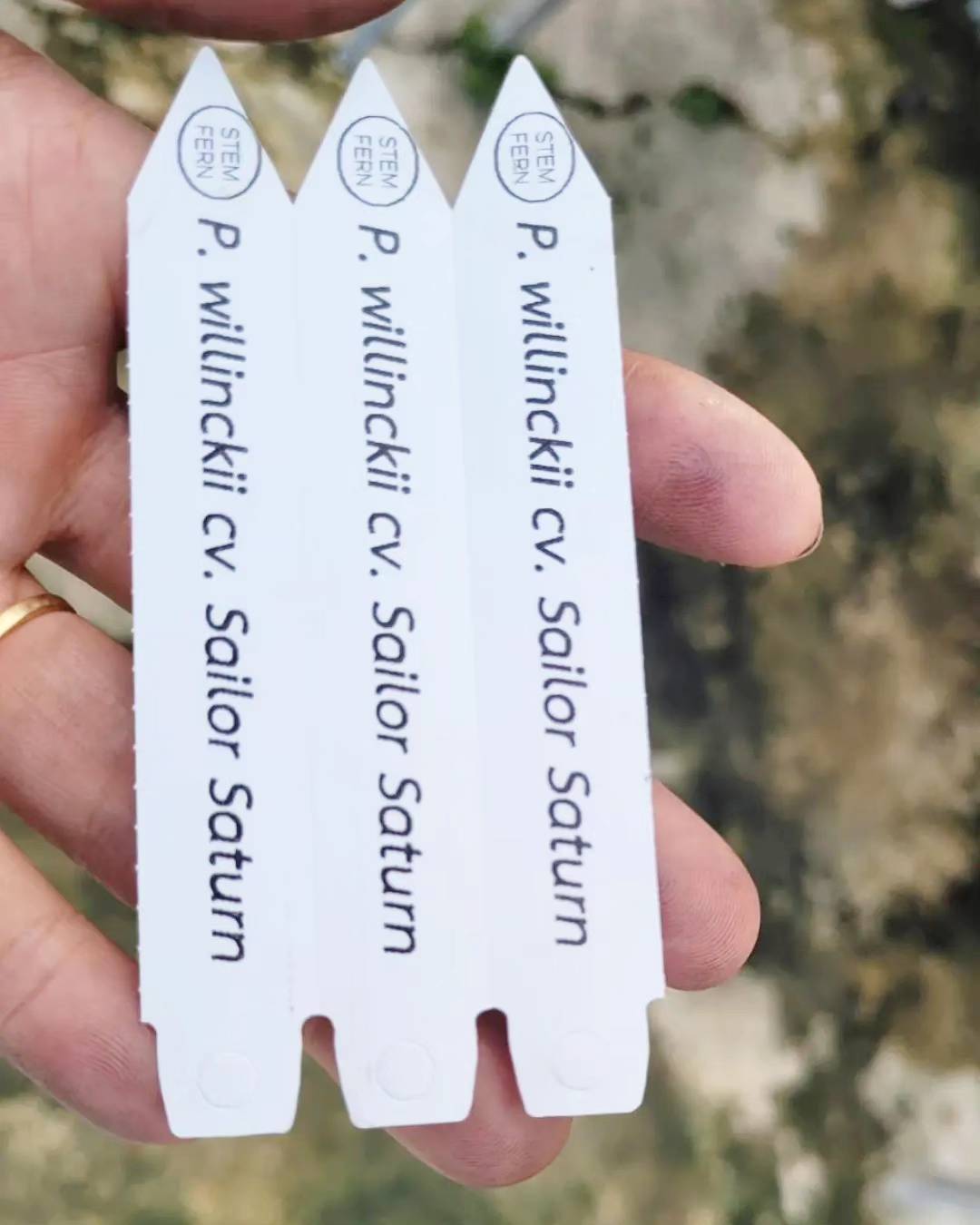 P.willinckii cv. Sailor Saturn【artPLANTs】ビカクシダ/Platycerium