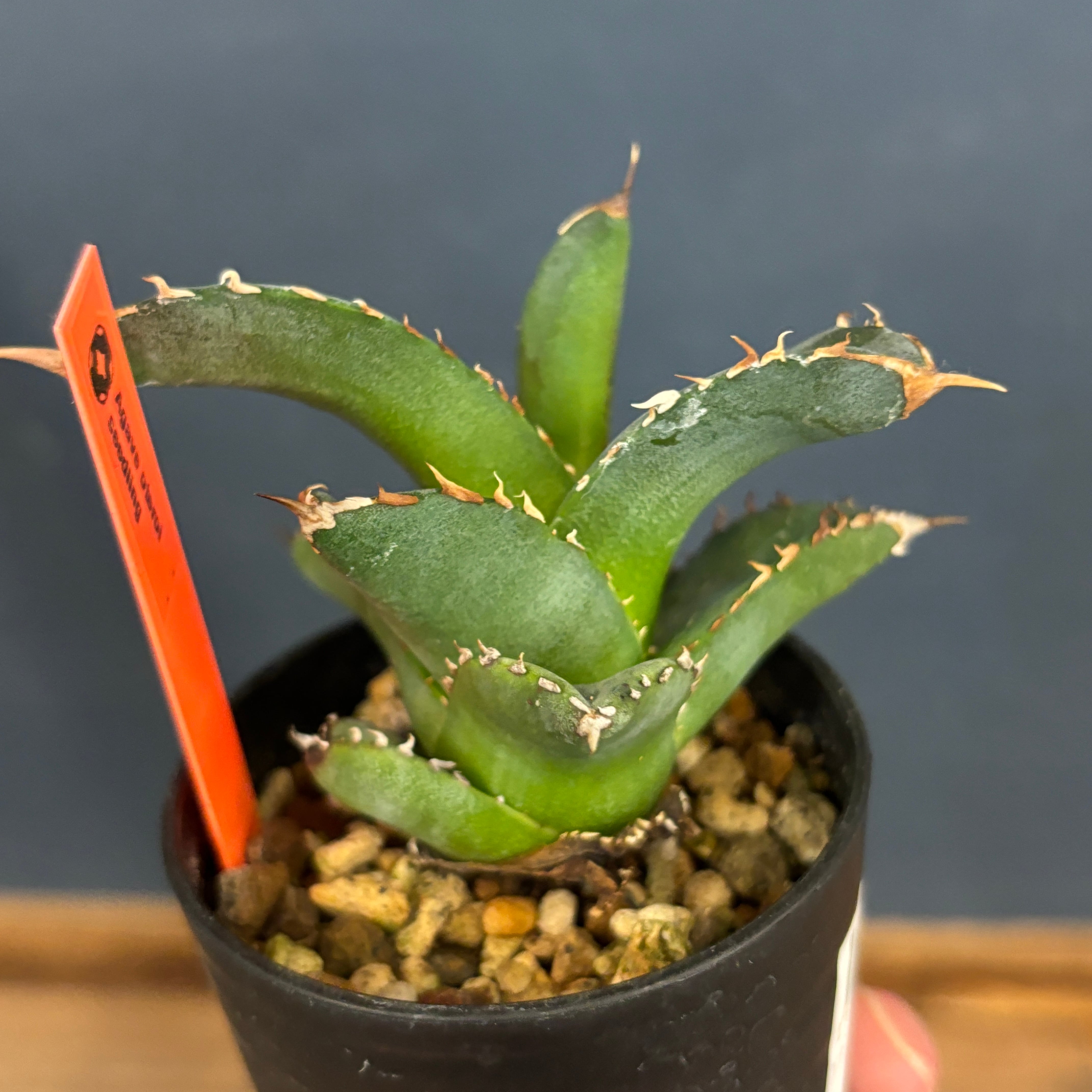 アガベ オテロイ 実生【399】 | PROTOLEAF プロトリーフ