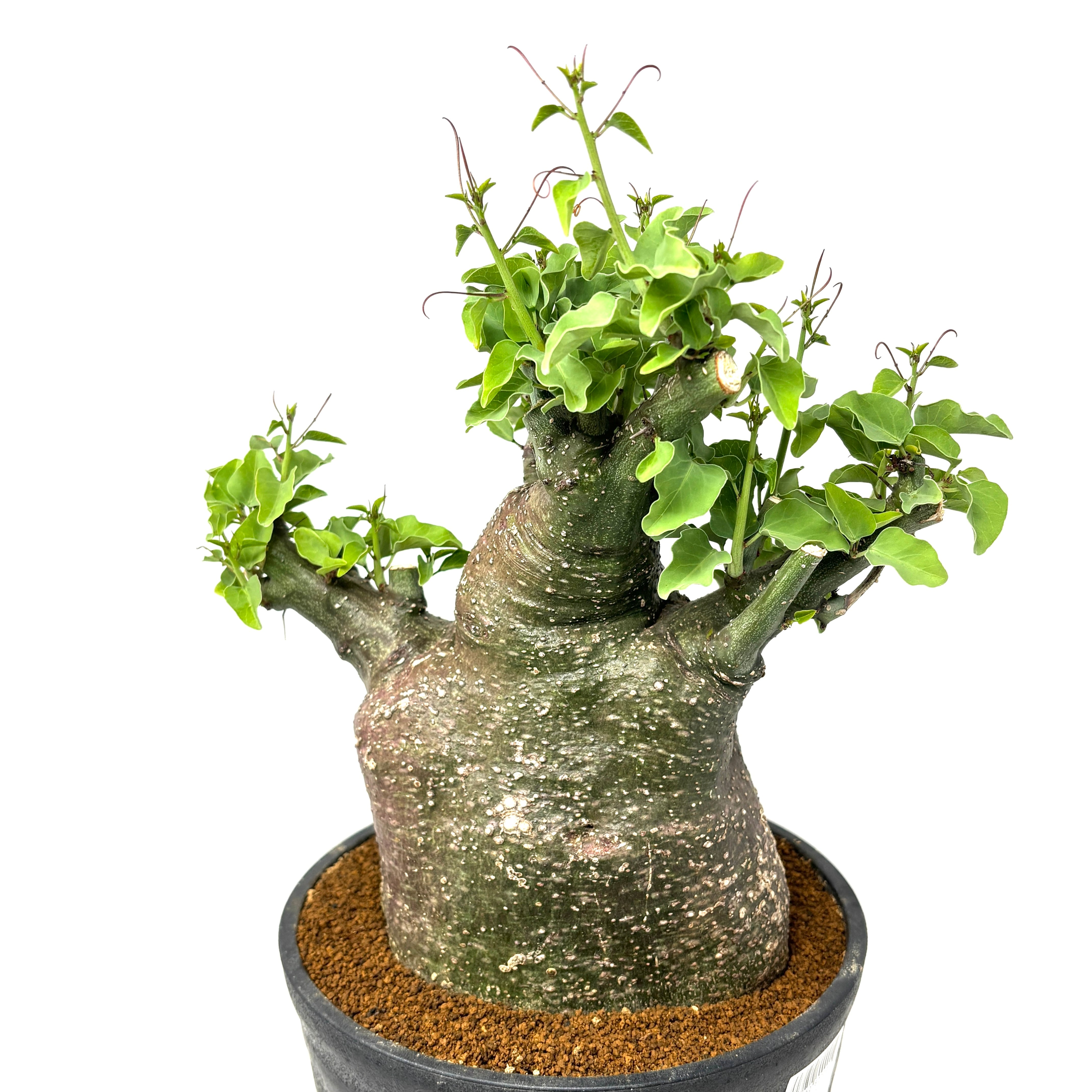 クリアランス】アデニア スピノーサ【691】 | PROTOLEAF プロトリーフ