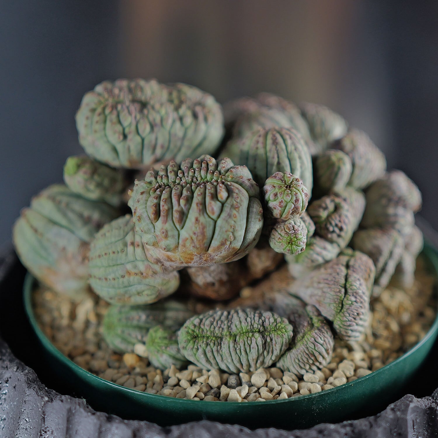 超厳選株】超大株 最大幅約11cm マルチヘッド 円扇綴化 オベサ