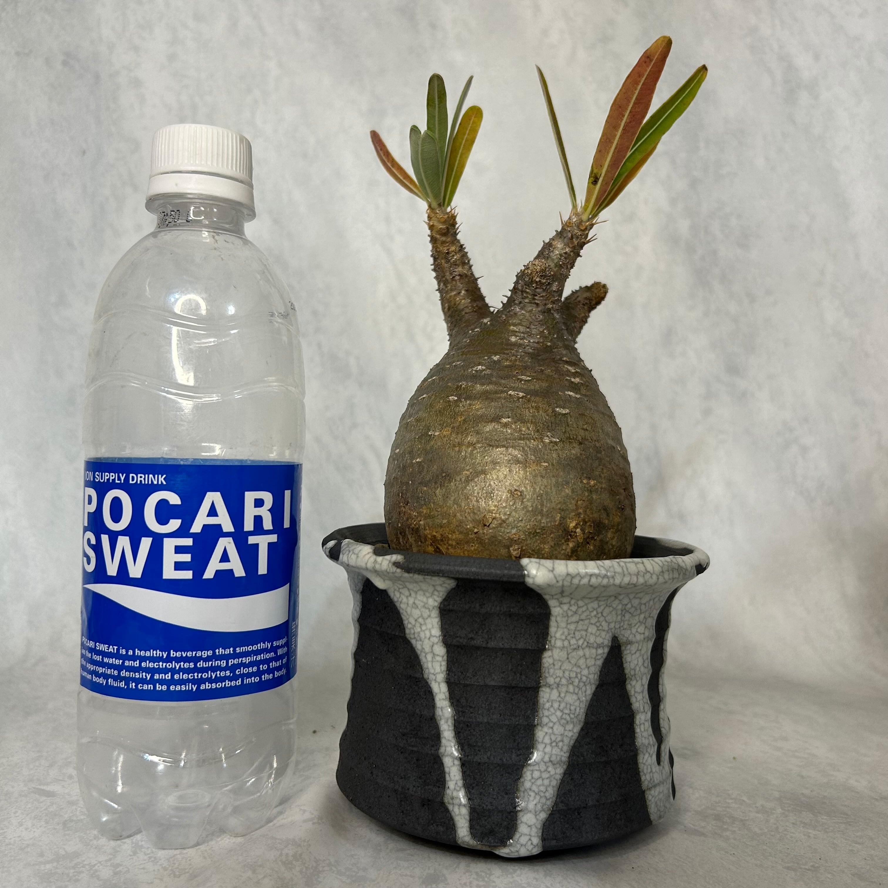 パキポディウム グラキリス 4号鉢(信楽焼)つき 塊根植物 コーデックス