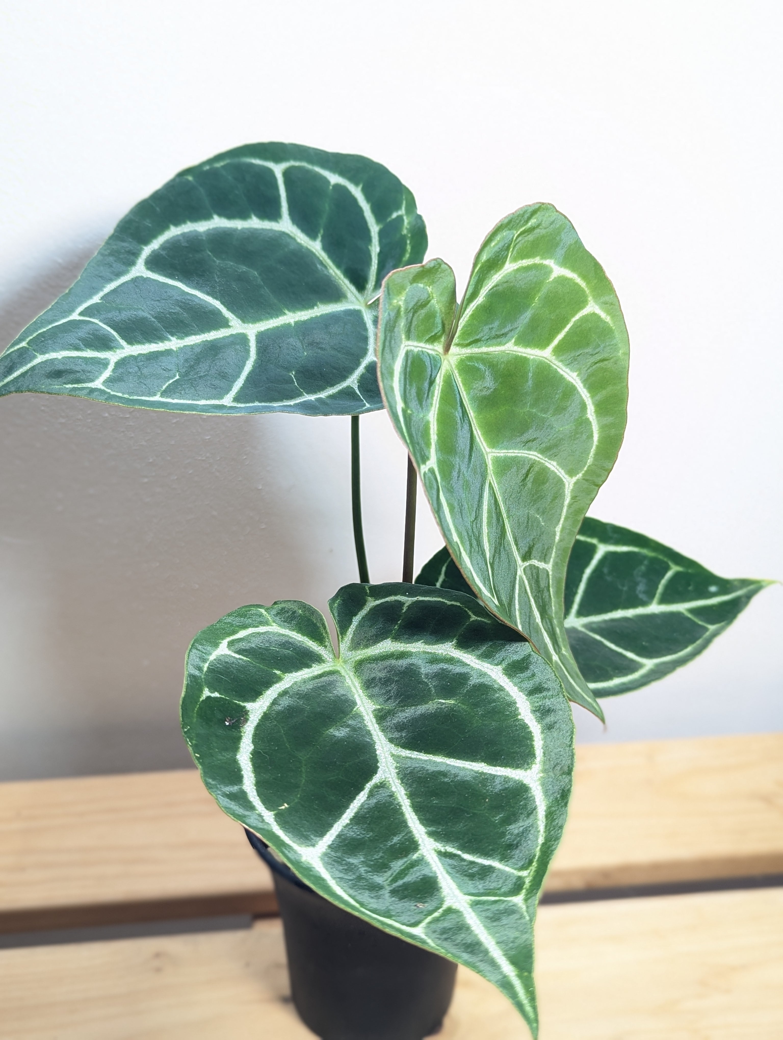 アンスリウム・クリスタリナム 3.5号 Anthurium crystallinum | GREEN