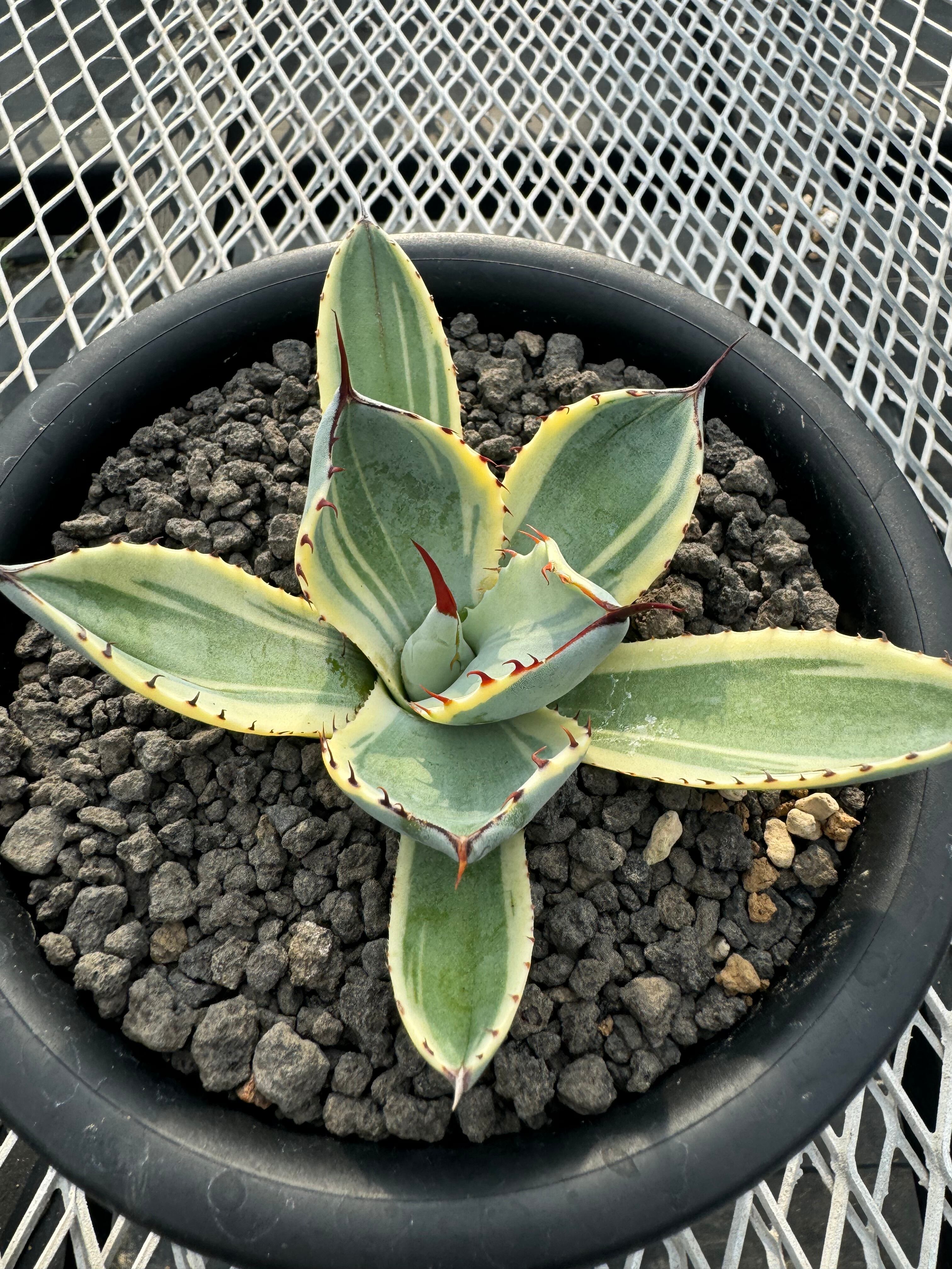 アガベ パリー トランカータ オリザバ 裏斑入 アガベ パリー