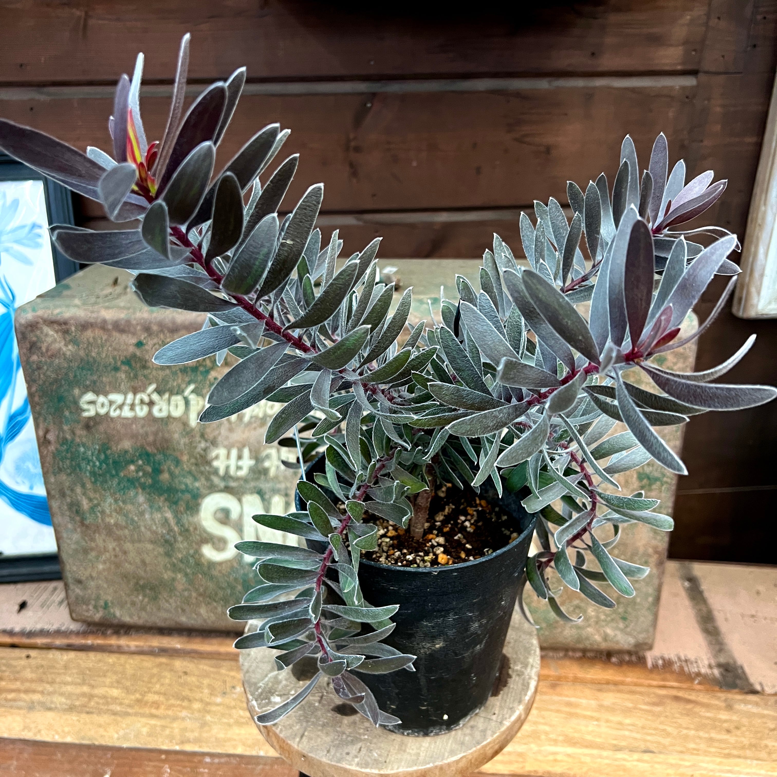 リューカデンドロン デュリフ | 沼ノ上農園