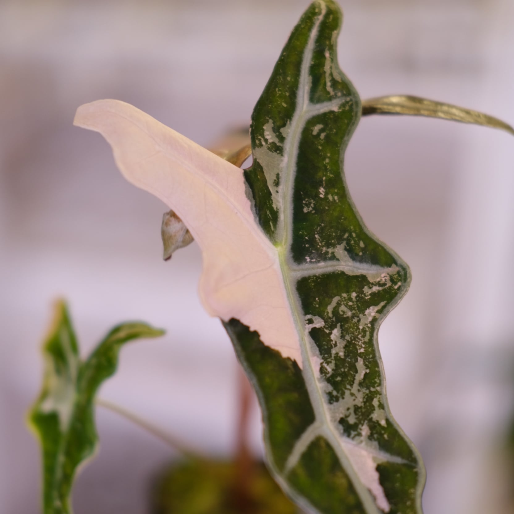 Alocasia Nobillis Pink 