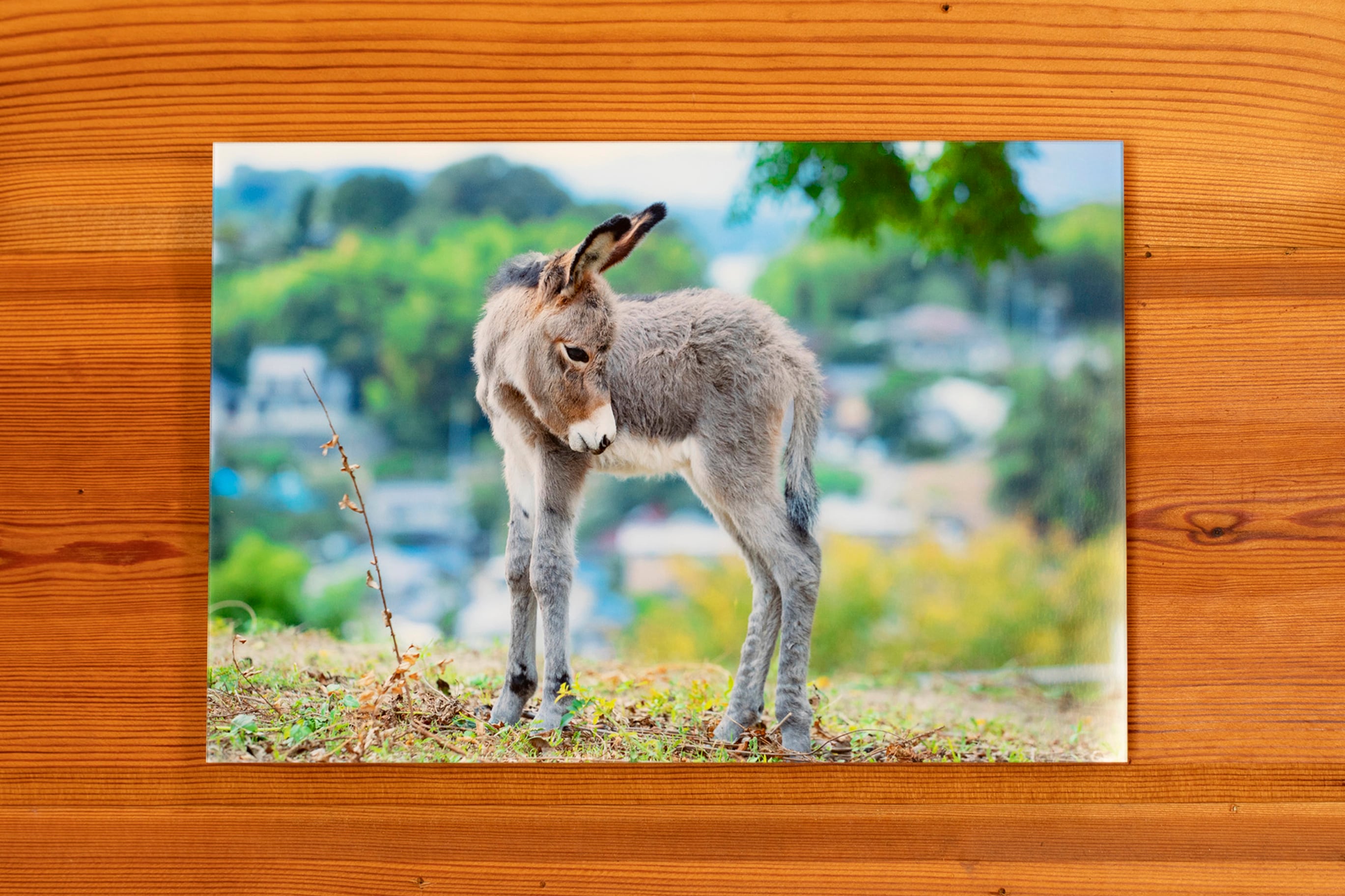 オリジナルフォトフレーム | ONOMICHI DONKEY PARADISE