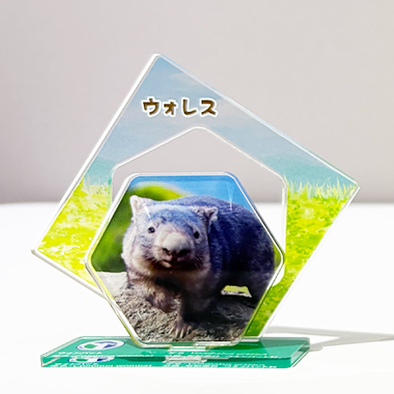 コモンウォンバット 図鑑風アクリルスタンド （ウォレス） | ZOOっとながの