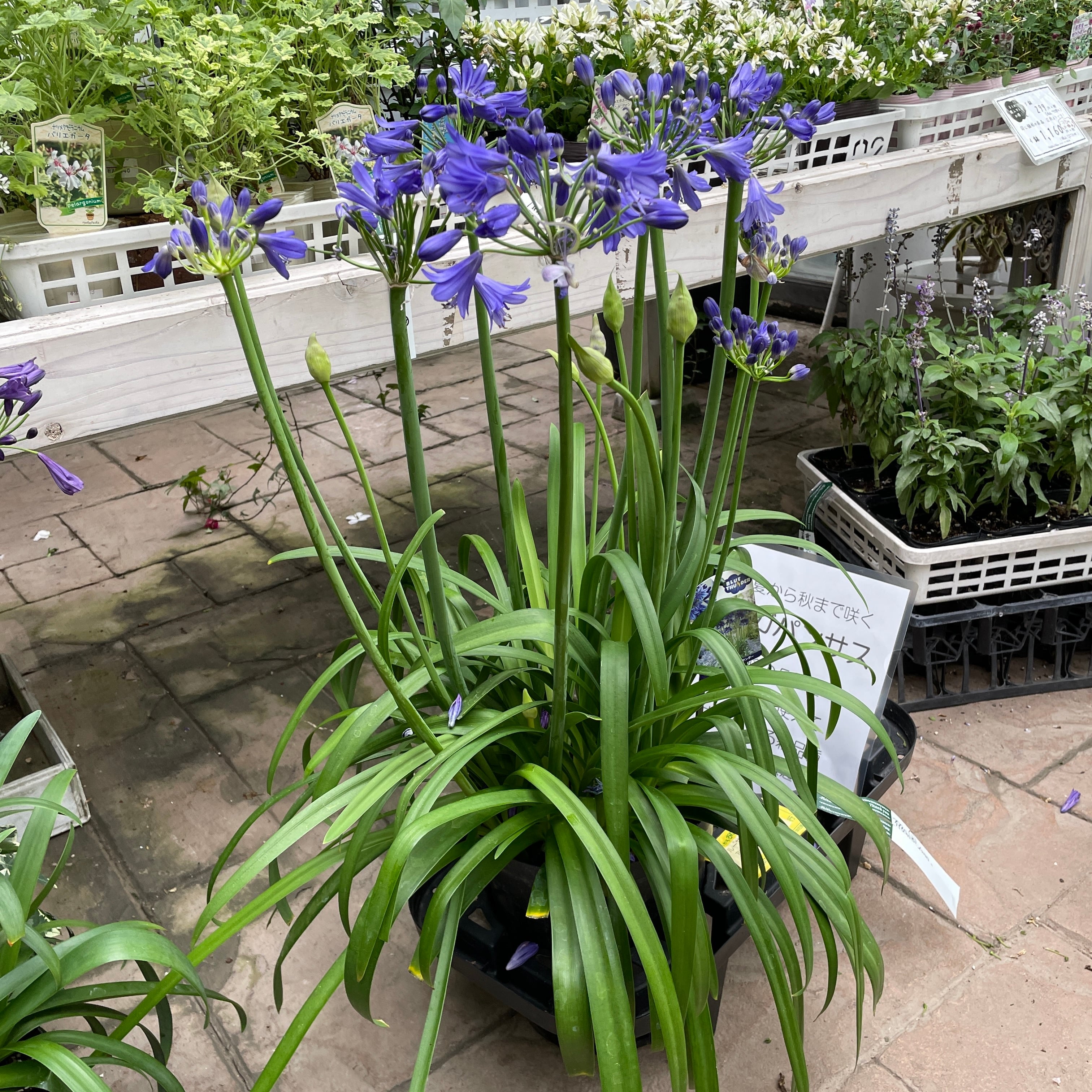 大型9寸 涼し気ブルー アガパンサス ブルーサンダー 開花株 苗 宿根草