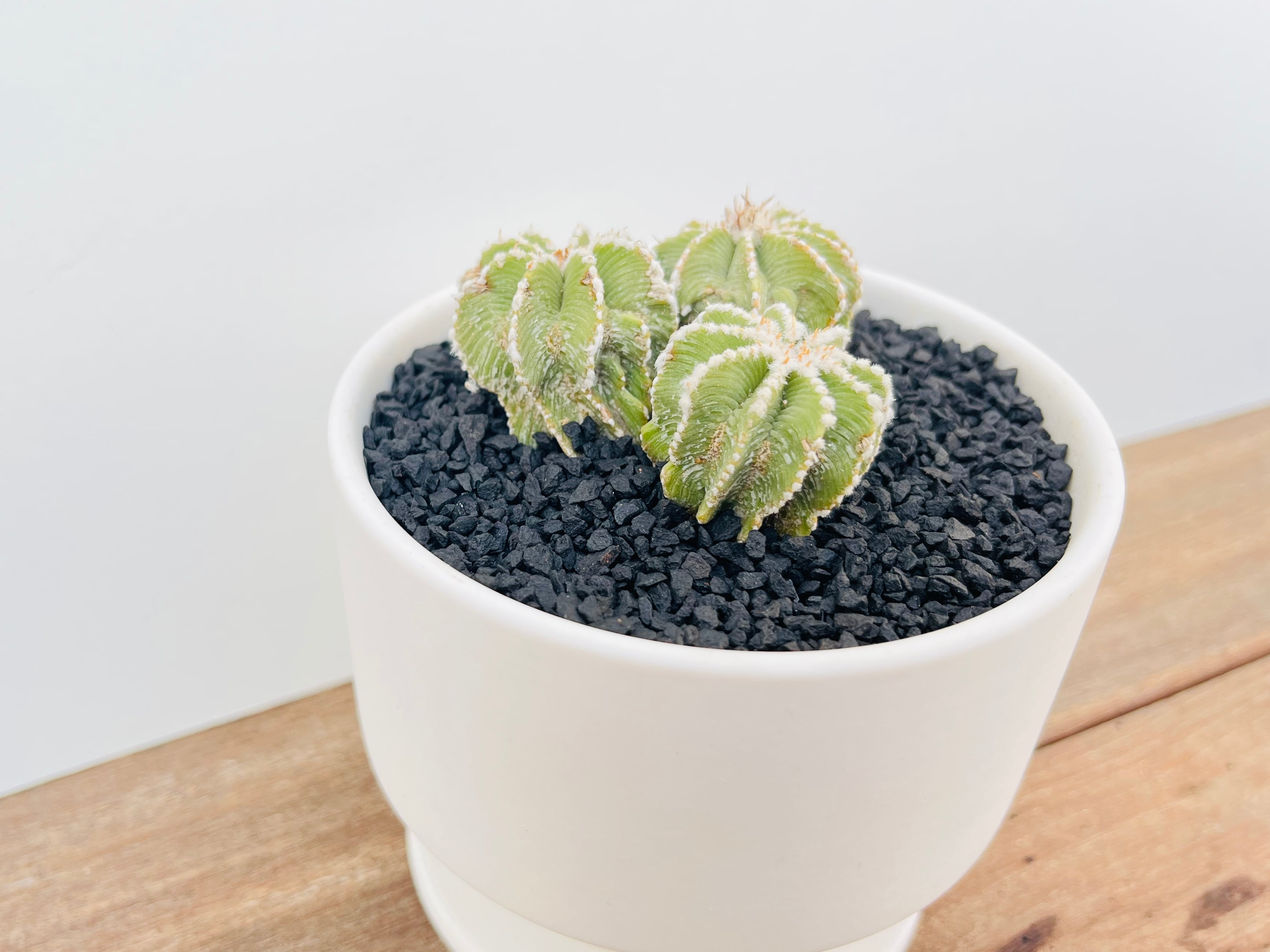 Aztekium hintonii アズテキウム ヒントニー サボテン | plants MARU