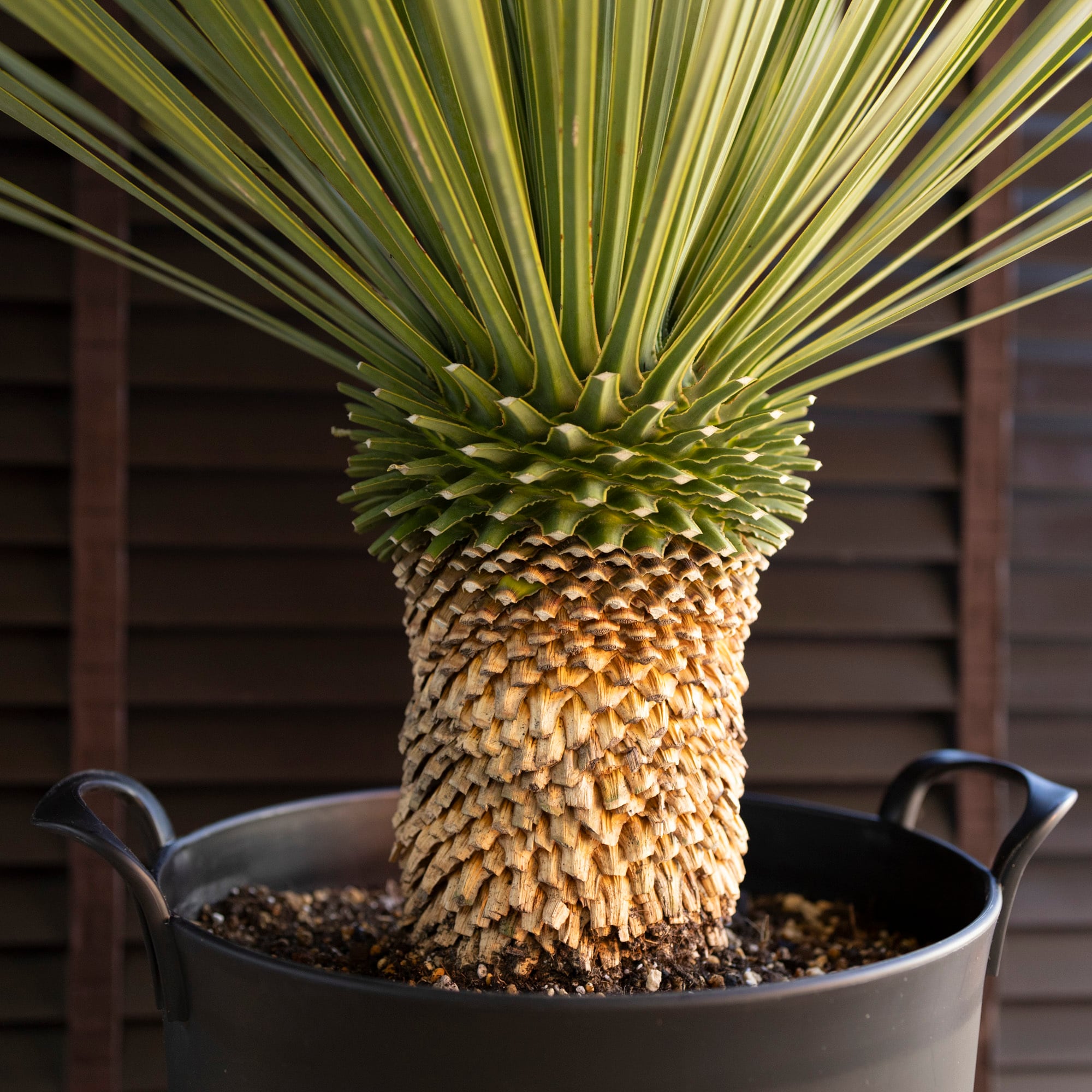 ユッカ ロストラータ Rostrata 10号 株立ち 観葉植物 シルバーブルー