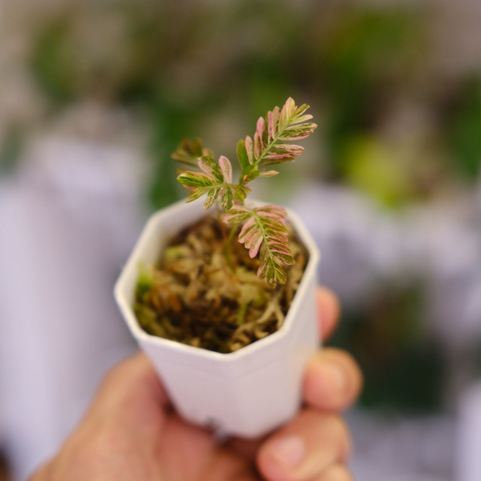 Phyllanthus urinaria 'Pink Variegated'③ / フィランサス