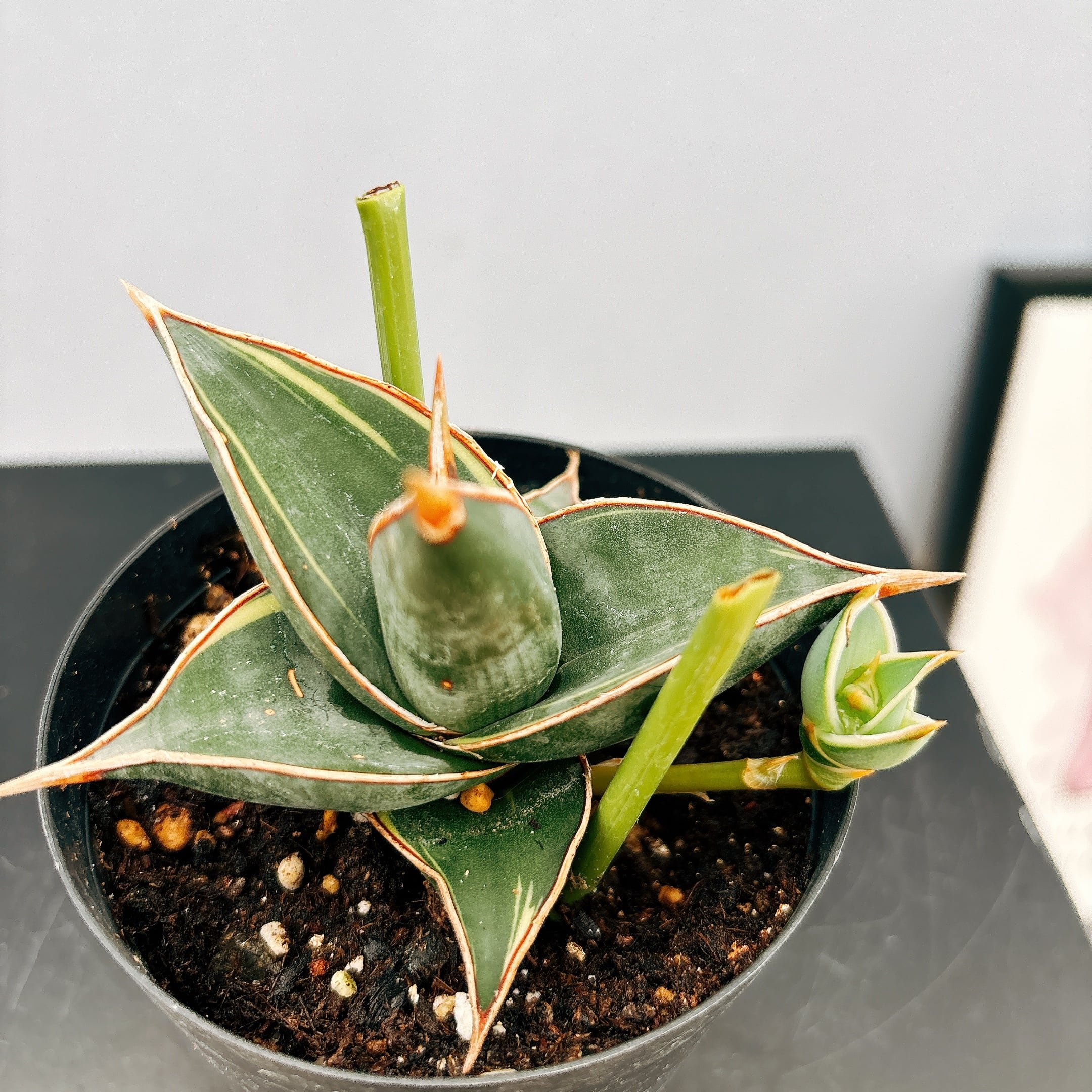 現品］【希少】☆珍しい☆ 2番 サンセベリア ピングイキュラ 斑入り