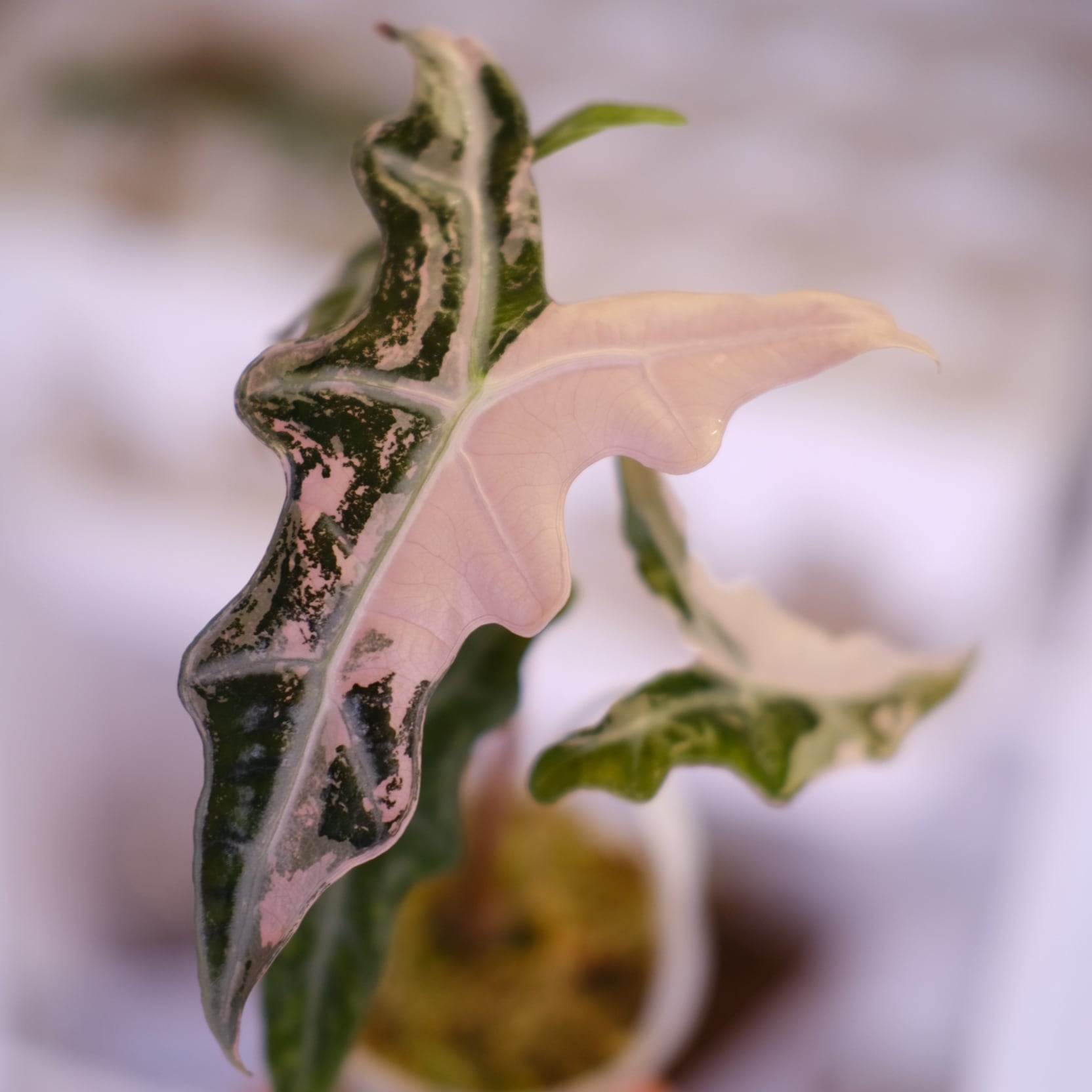 Alocasia Nobillis Pink 