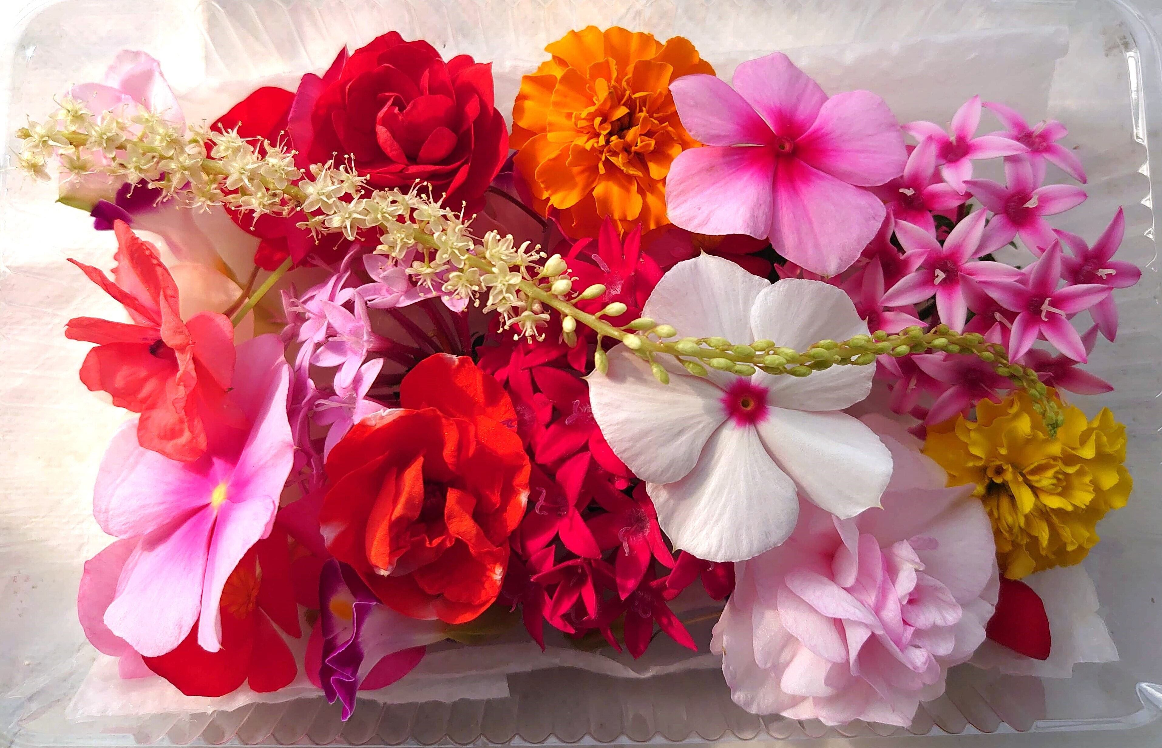 季節のエデイブルフラワーMIXパック（フレッシュ） | エフ鳥取