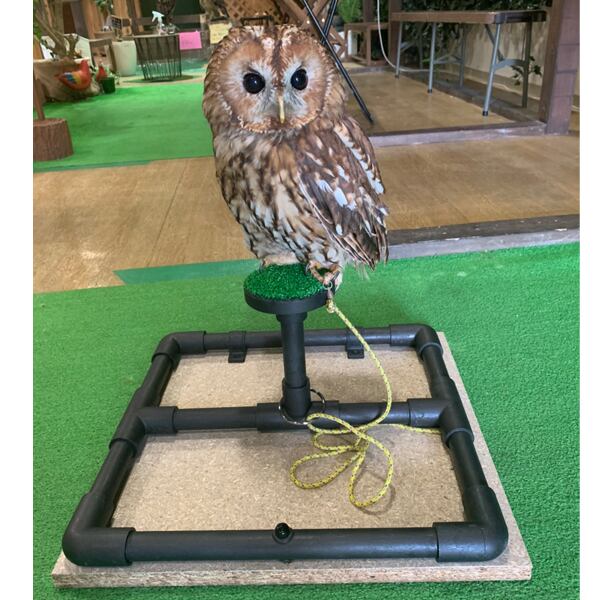 大福 ファルコンブロック パーチ 小型猛禽類 コノハズク等 ファルコン