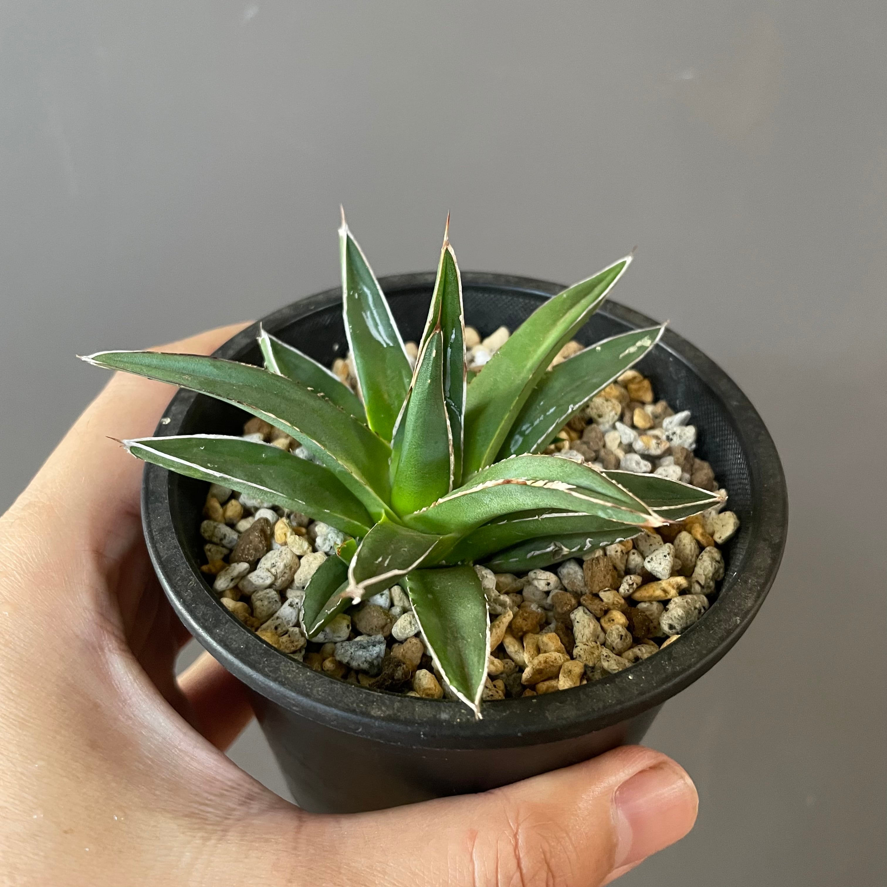 子株付き姫笹の雪③ | Lines BOTANICAL SHOP