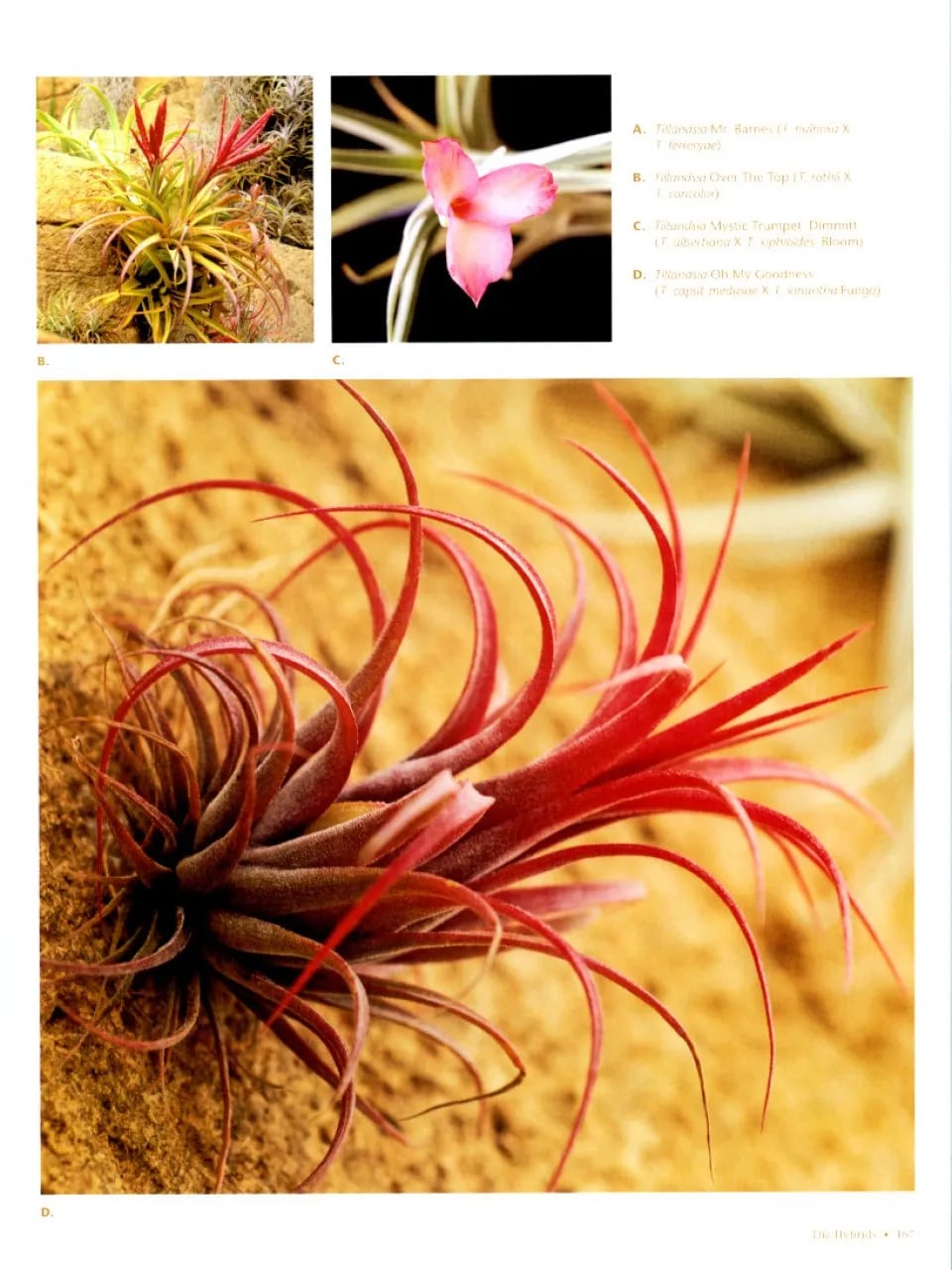 送料無料】Tillandsia II by Paul T. Isley III 〔Picture book