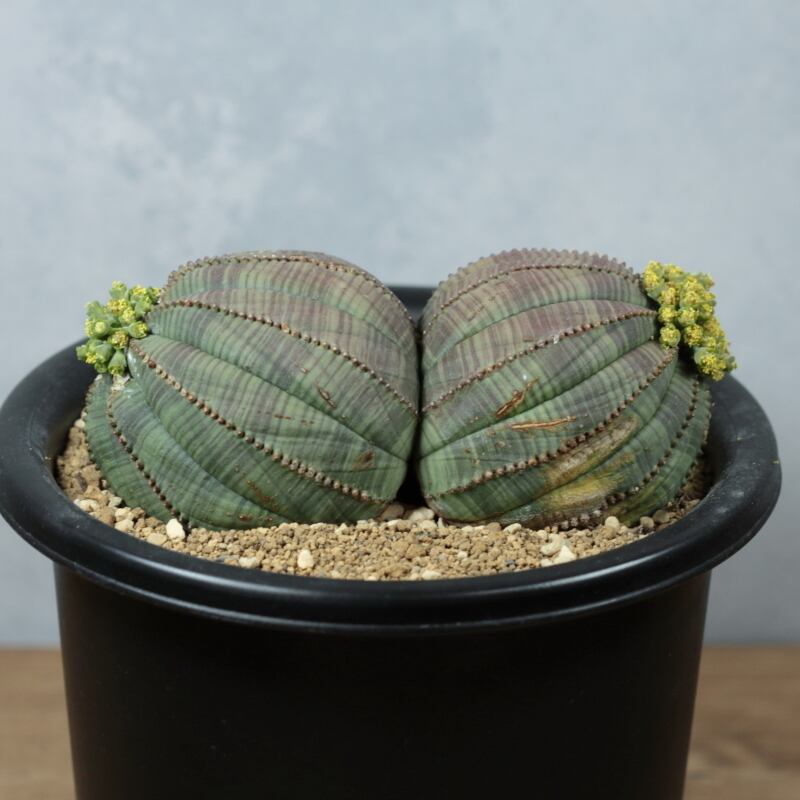 販売済み：オベサ 図鑑】【Outlet】キズ有り ダブルヘッド Euphorbia