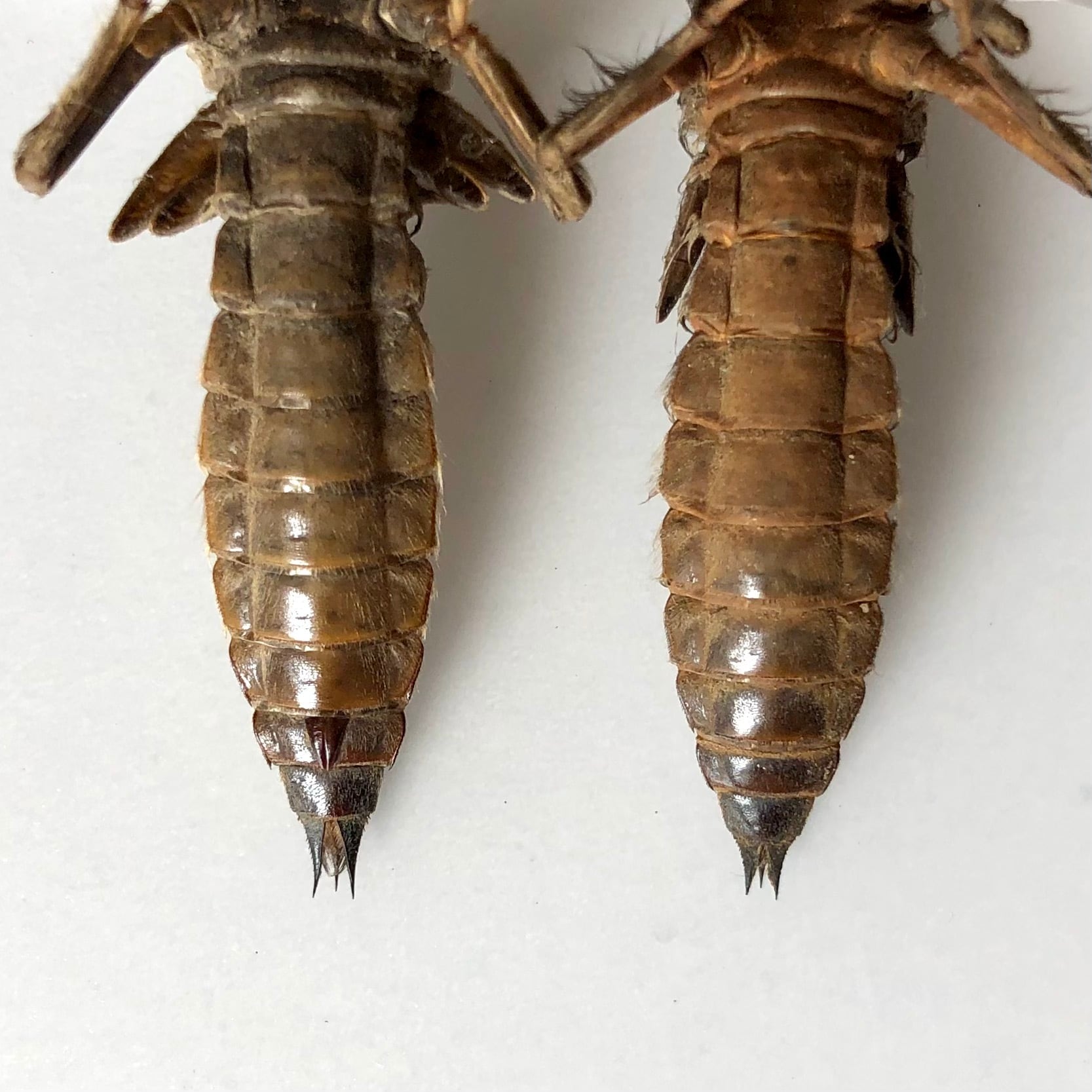 オニヤンマのヤゴ（抜け殻）】ビン入り標本 | aiai生物部